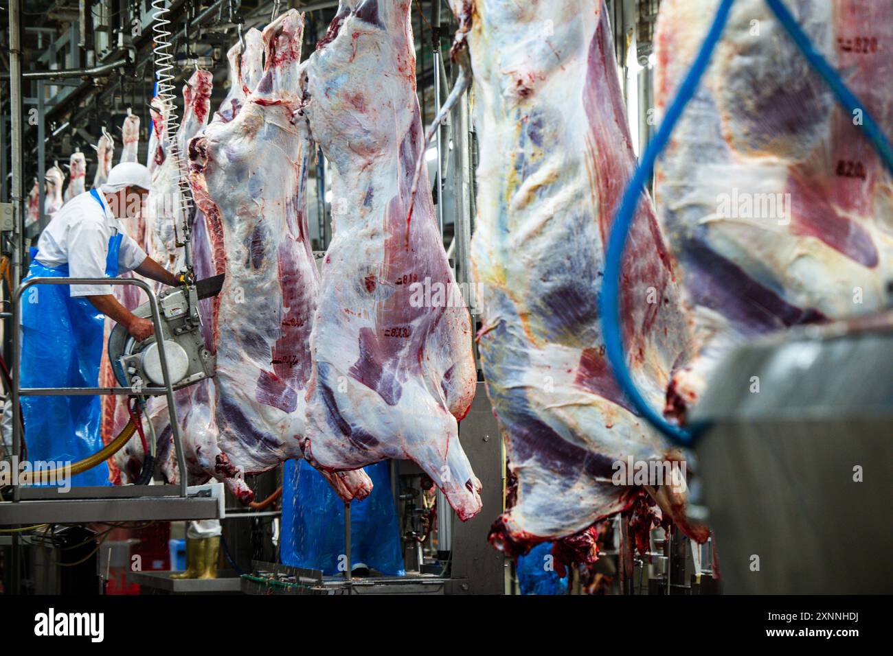 Teterow, Germania. 31 luglio 2024. I dipendenti tagliarono i lati della carne al mattatoio danese Crown Teterower Fleisch. Danish Crown sta modernizzando le sue strutture. Crediti: Jens Büttner/dpa/Alamy Live News Foto Stock