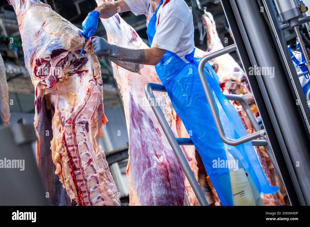 Teterow, Germania. 31 luglio 2024. I dipendenti tagliarono i lati della carne al mattatoio danese Crown Teterower Fleisch. Danish Crown sta modernizzando le sue strutture. Crediti: Jens Büttner/dpa/Alamy Live News Foto Stock