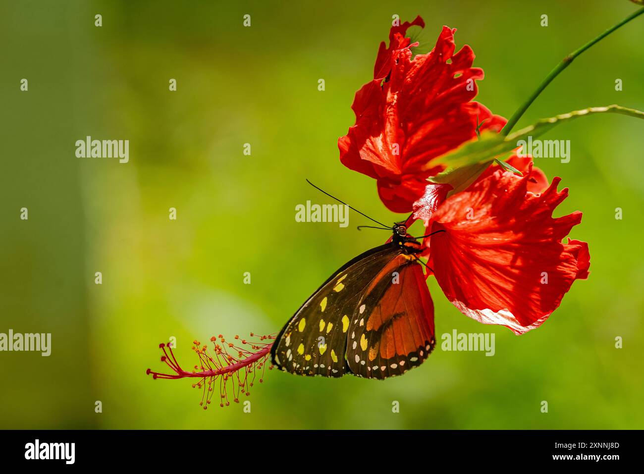 Crema macchiata su un fiore rosso di ibisco Foto Stock