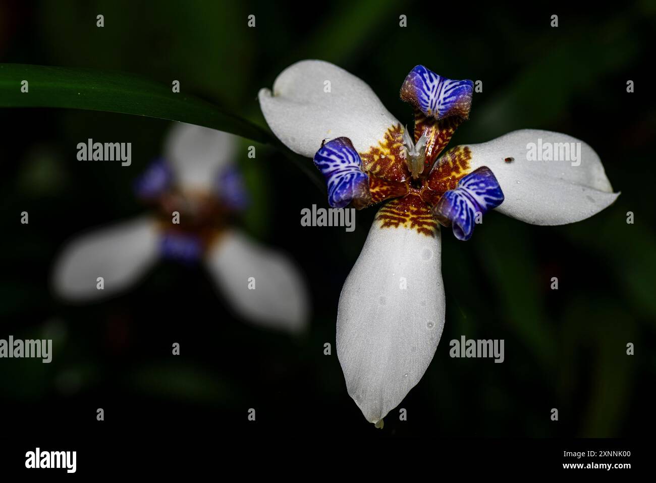 Fiore blu e bianco dell'Iris da vicino Foto Stock