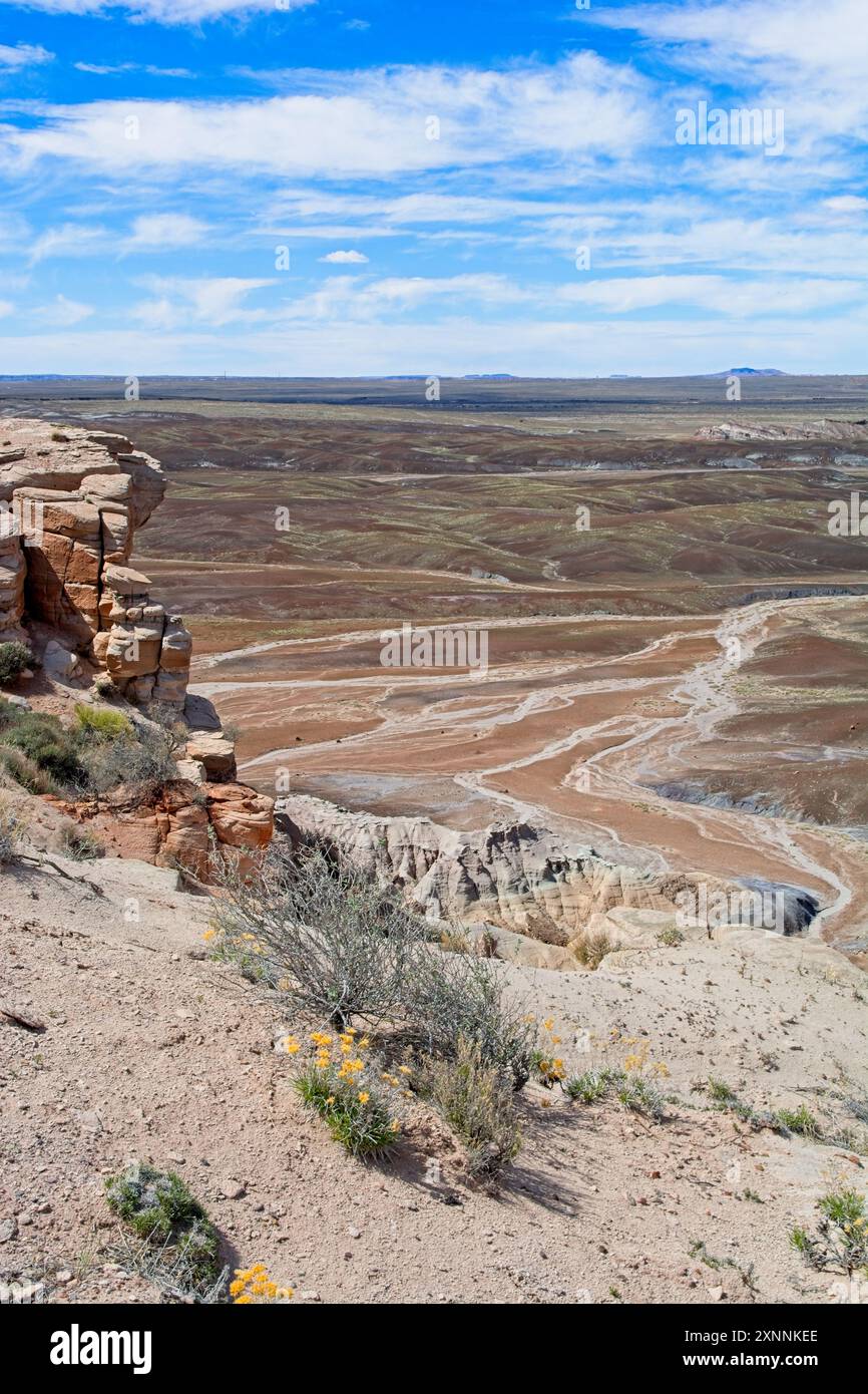 I fiori selvatici primaverili sulle scogliere erosive aggiungono colore giallo alle calanchi multicolore del Painted Desert nel nord-est dell'Arizona Foto Stock