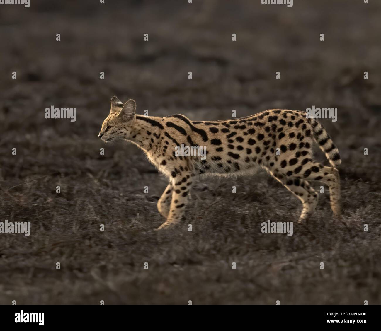 Il serval (Leptailurus serval) è un gatto selvatico originario dell'Africa. È diffusa nei paesi sub-sahariani, ad eccezione delle regioni con foreste pluviali Foto Stock