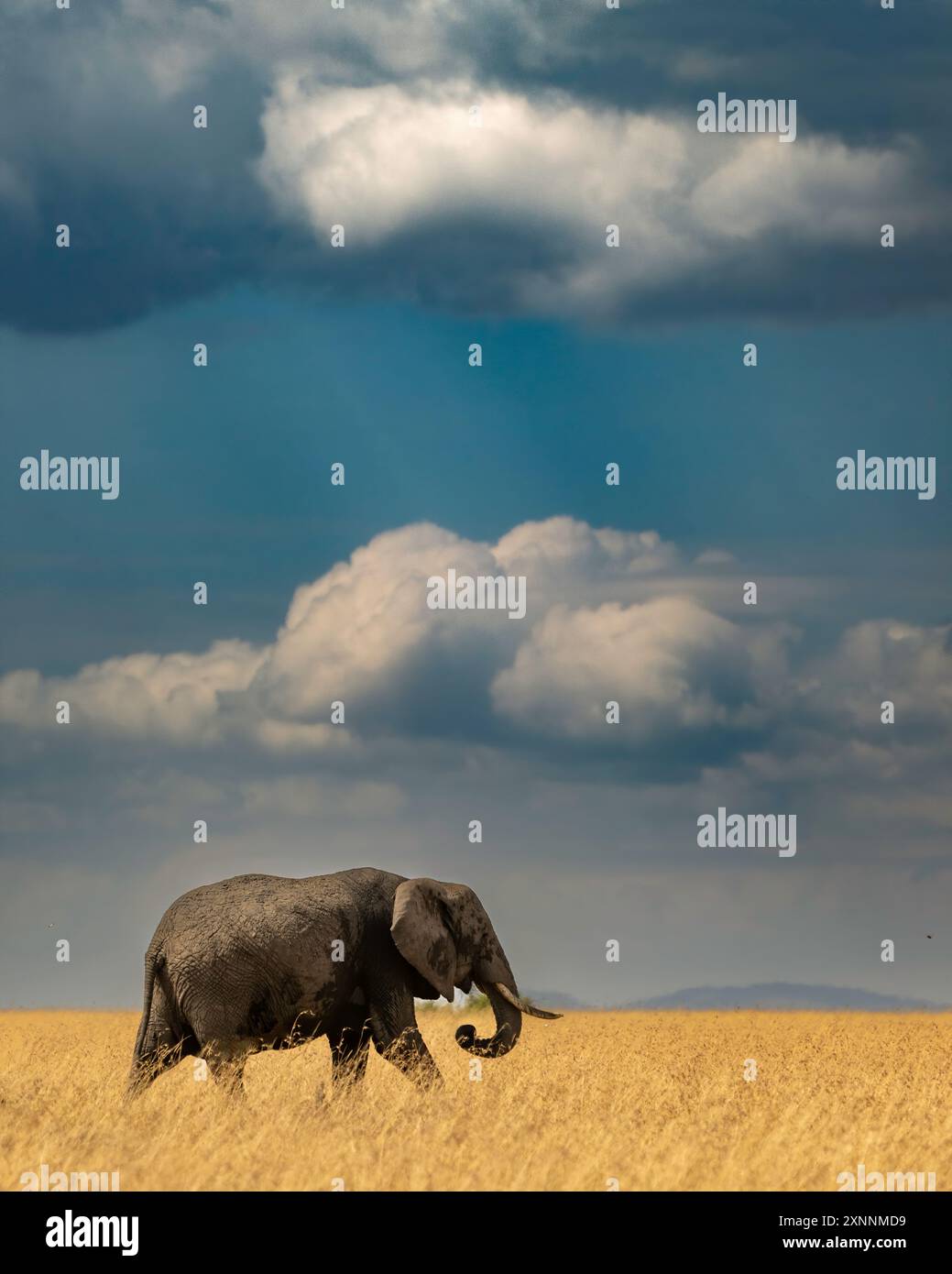 L'elefante africano (Loxodonta africana), noto anche come elefante africano della savana Foto Stock