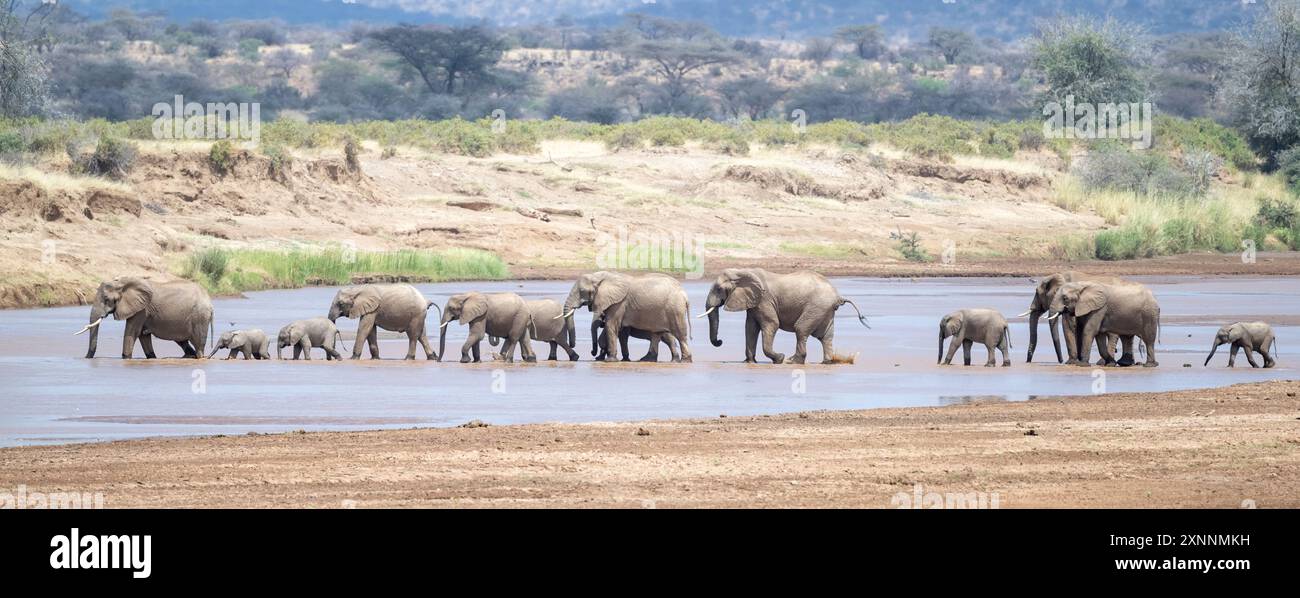 L'elefante africano (Loxodonta africana), o l'elefante africano savana, che attraversa il fiume Ewaso Nyiro, la riserva di caccia di Samburu, Africa Foto Stock