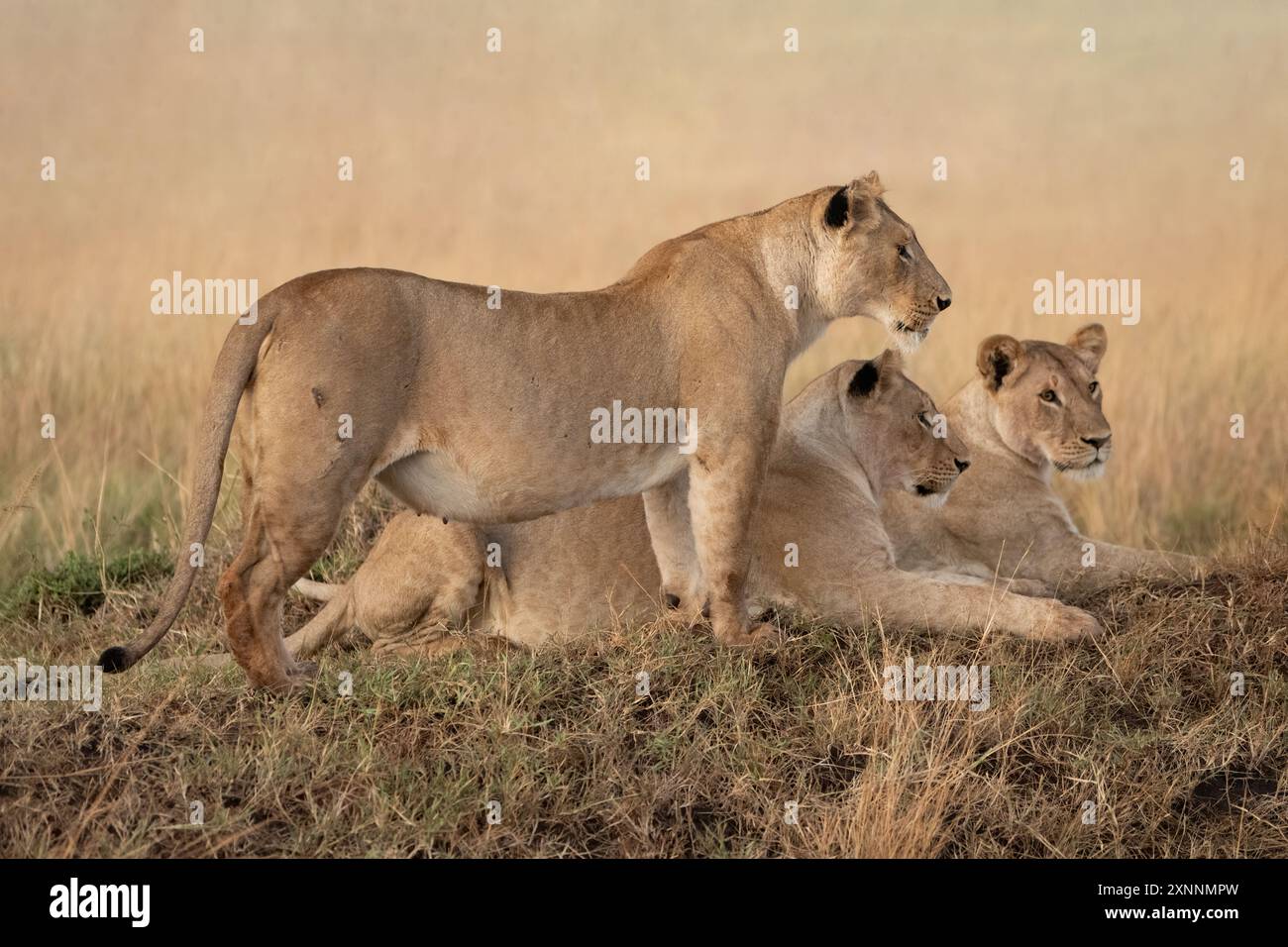 Leone femminile (Panthera leo) in Kenya Africa, originaria di Africa e India Foto Stock