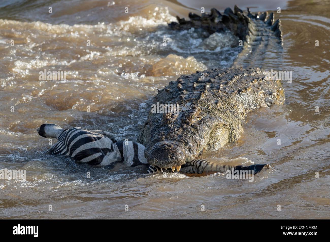 Coccodrillo del Nilo (Crocodylus niloticus) mangiando zebra delle Pianure (Equus quagga) all'incrocio Foto Stock