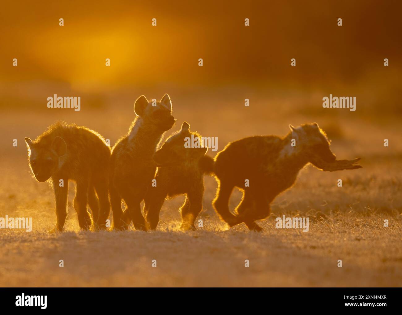 La iena maculata (Crocuta crocuta), nota anche come iena da ridere, è una specie di iena, Foto Stock
