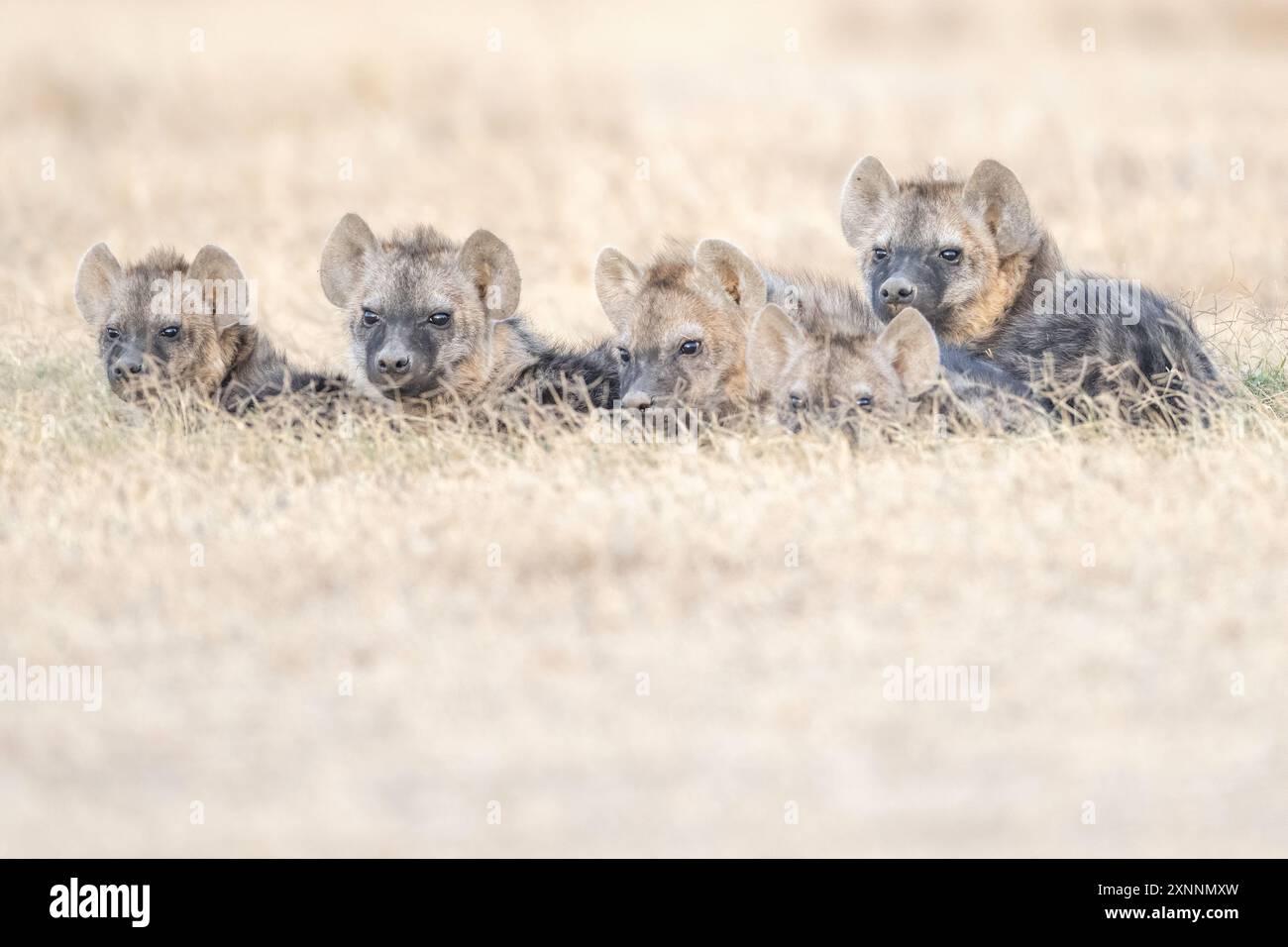 La iena maculata (Crocuta crocuta), nota anche come iena da ridere, è una specie di iena, Foto Stock