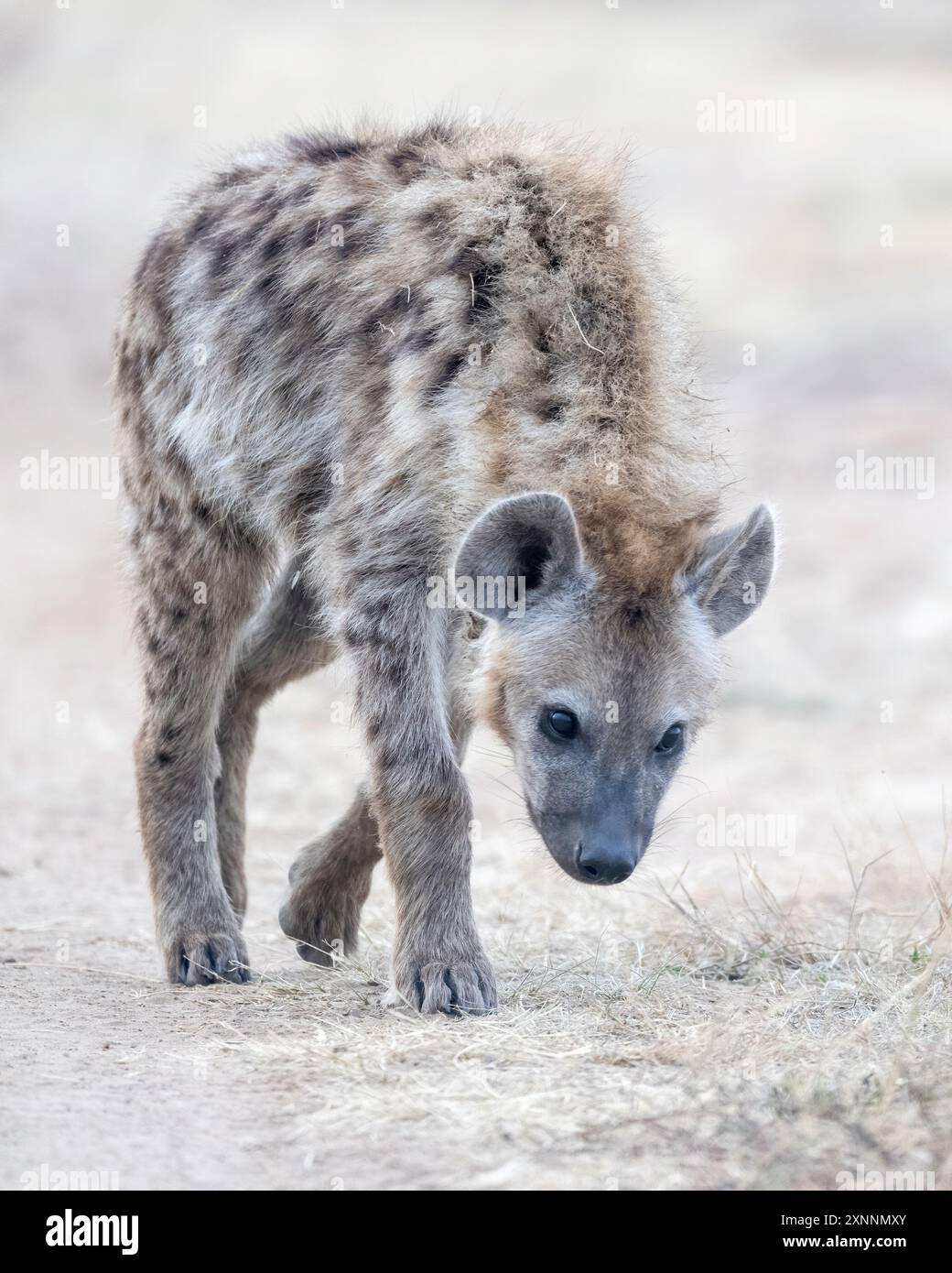 La iena maculata (Crocuta crocuta), nota anche come iena da ridere, è una specie di iena, Foto Stock