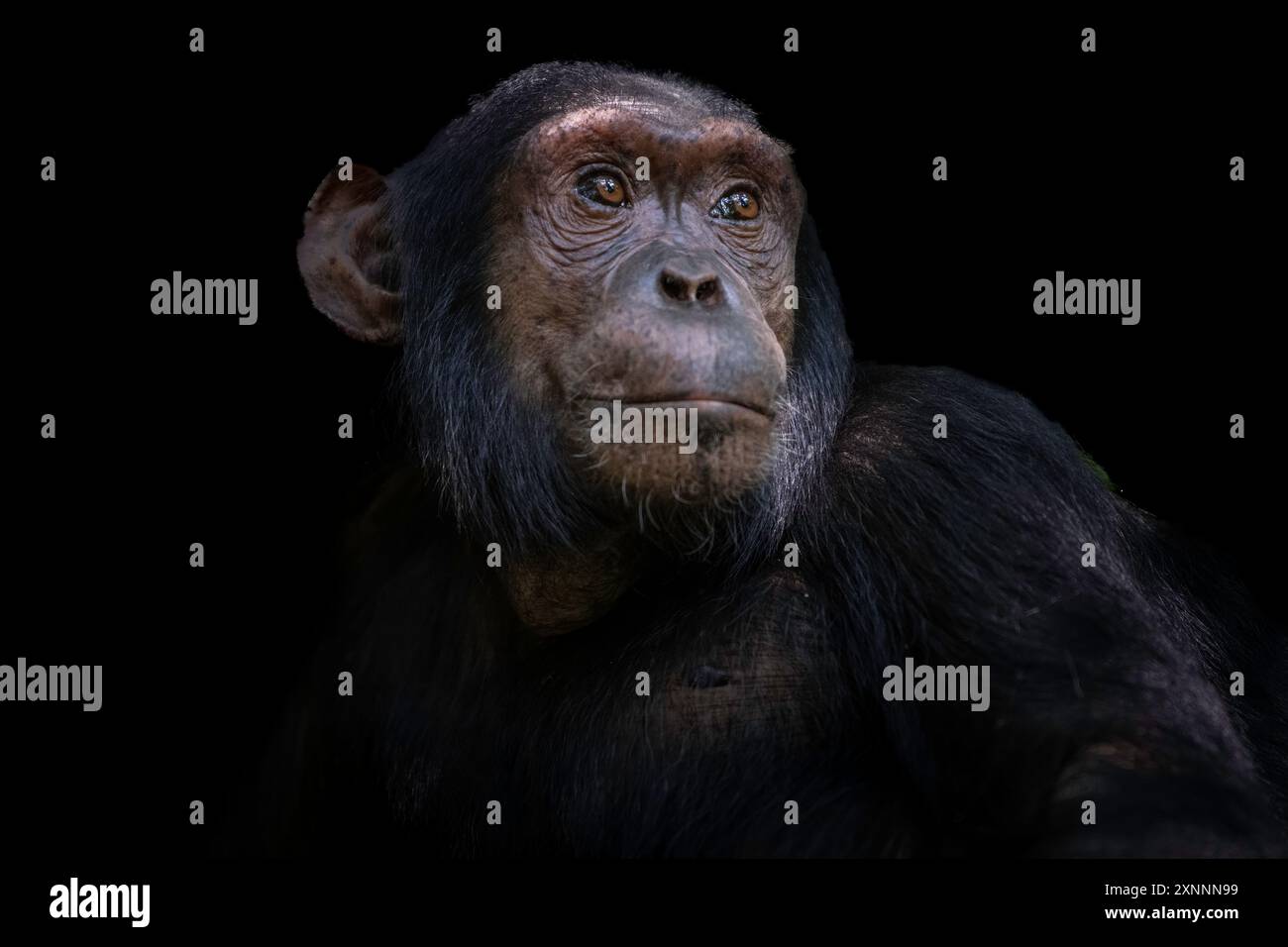 Scimpanzé (Pan troglodytes), Kibale National Forest, Uganda, Africa Foto Stock