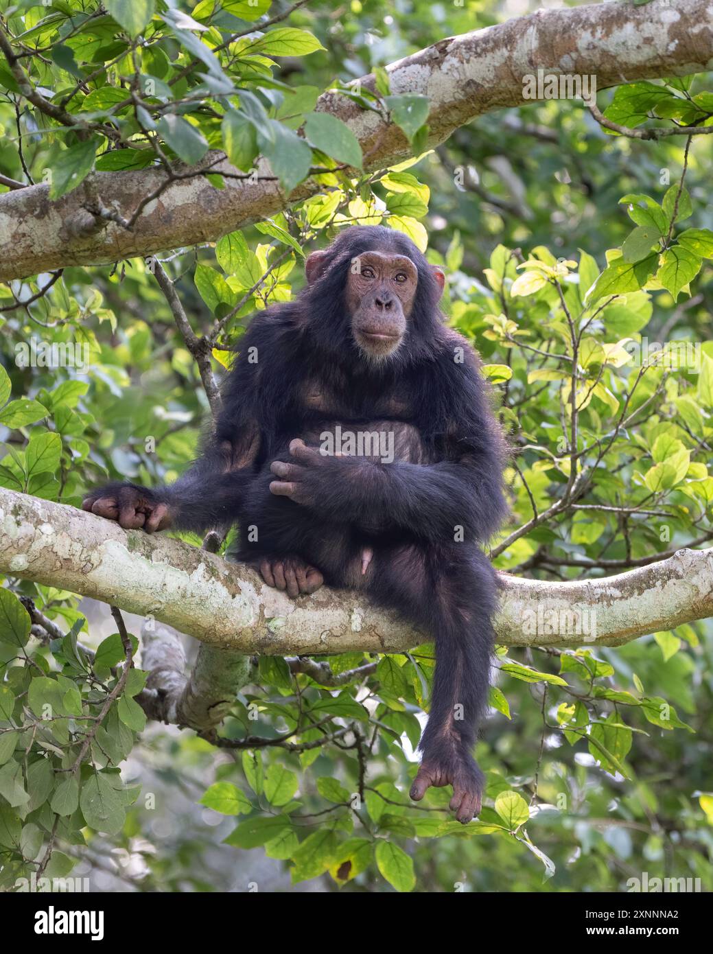 Scimpanzé (Pan troglodytes), Kibale National Forest, Uganda, Africa Foto Stock
