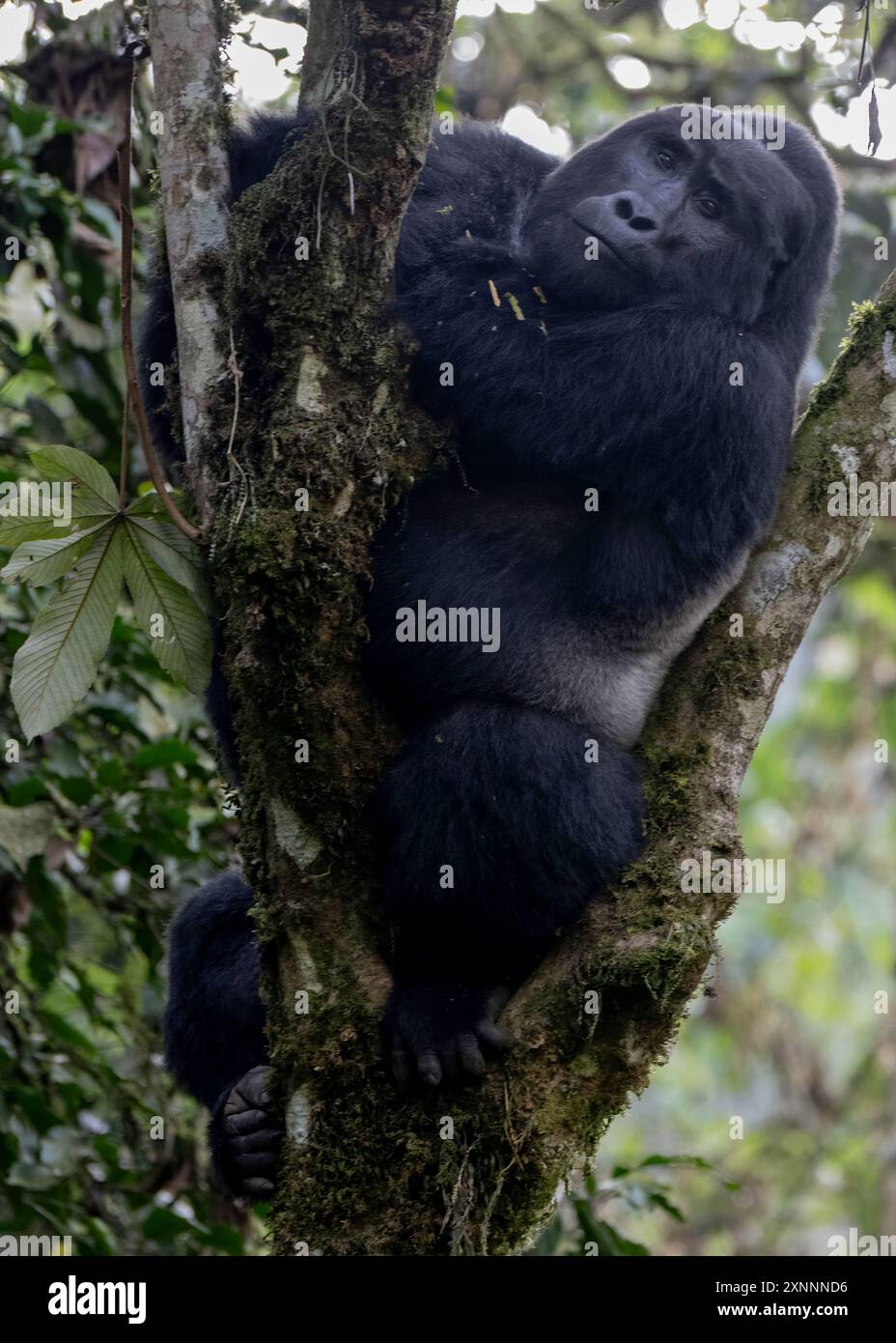 Gorilla di Silverback Mountain (Gorilla beringei) , Foresta impenetrabile di Bwindi, Uganda, Africa Foto Stock
