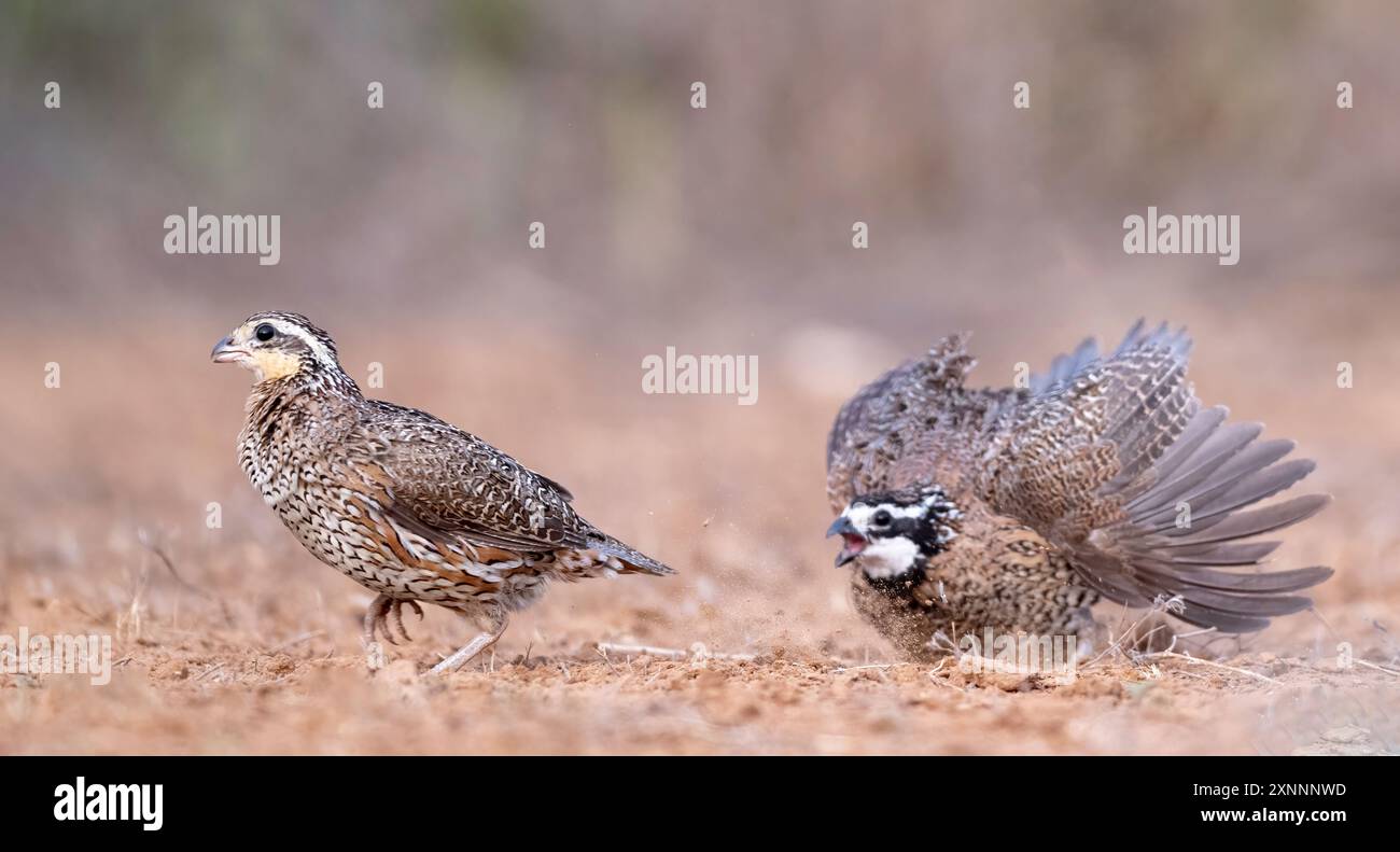 Northern Bobwhite o Virginia Quail (Colinus virginianus), Santa Clara Ranch, Rio grande Valley, Texas meridionale Foto Stock