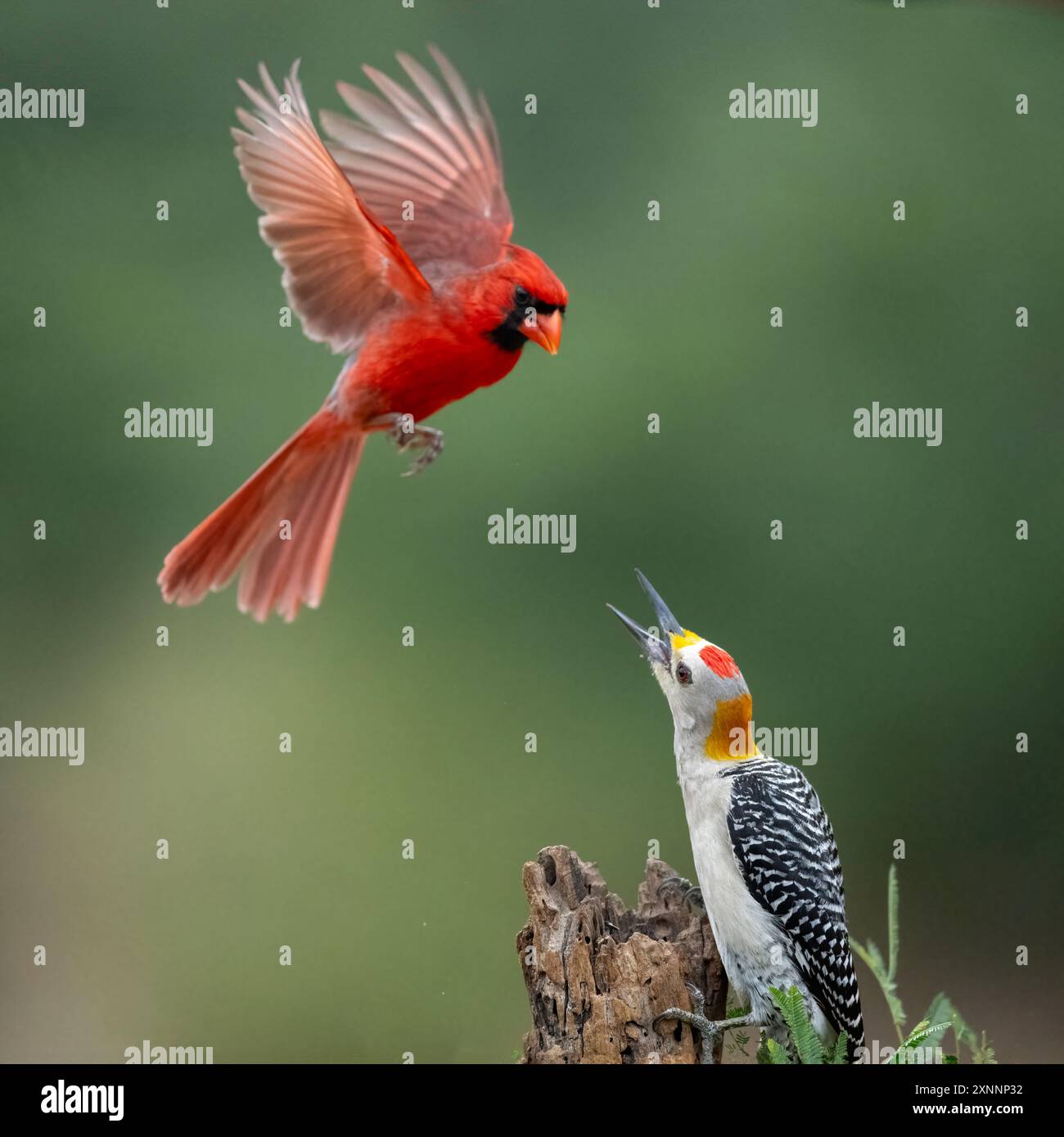 Cardinale del Nord (Cardinalis cardinalis), interazione con il picchio dorato (Melanerpes aurifrons) Foto Stock