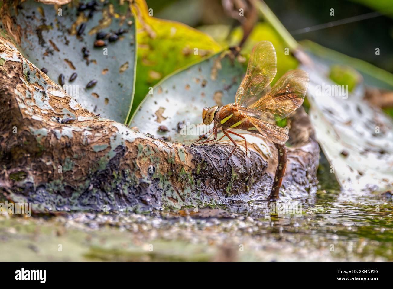 Primo piano di una Dragonfly, Cordulegaster boltonii, appollaiata su una foglia marciente con addome in uova deposte in acqua, Foto Stock