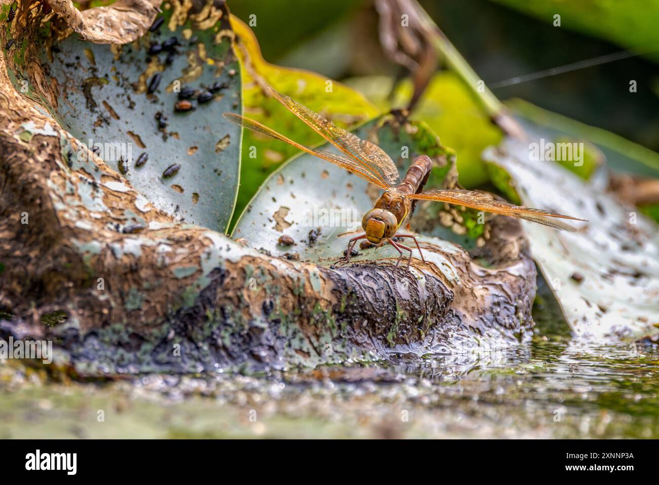 Primo piano di una Dragonfly, Cordulegaster boltonii, appollaiata su una foglia marciente con addome in uova deposte in acqua, Foto Stock