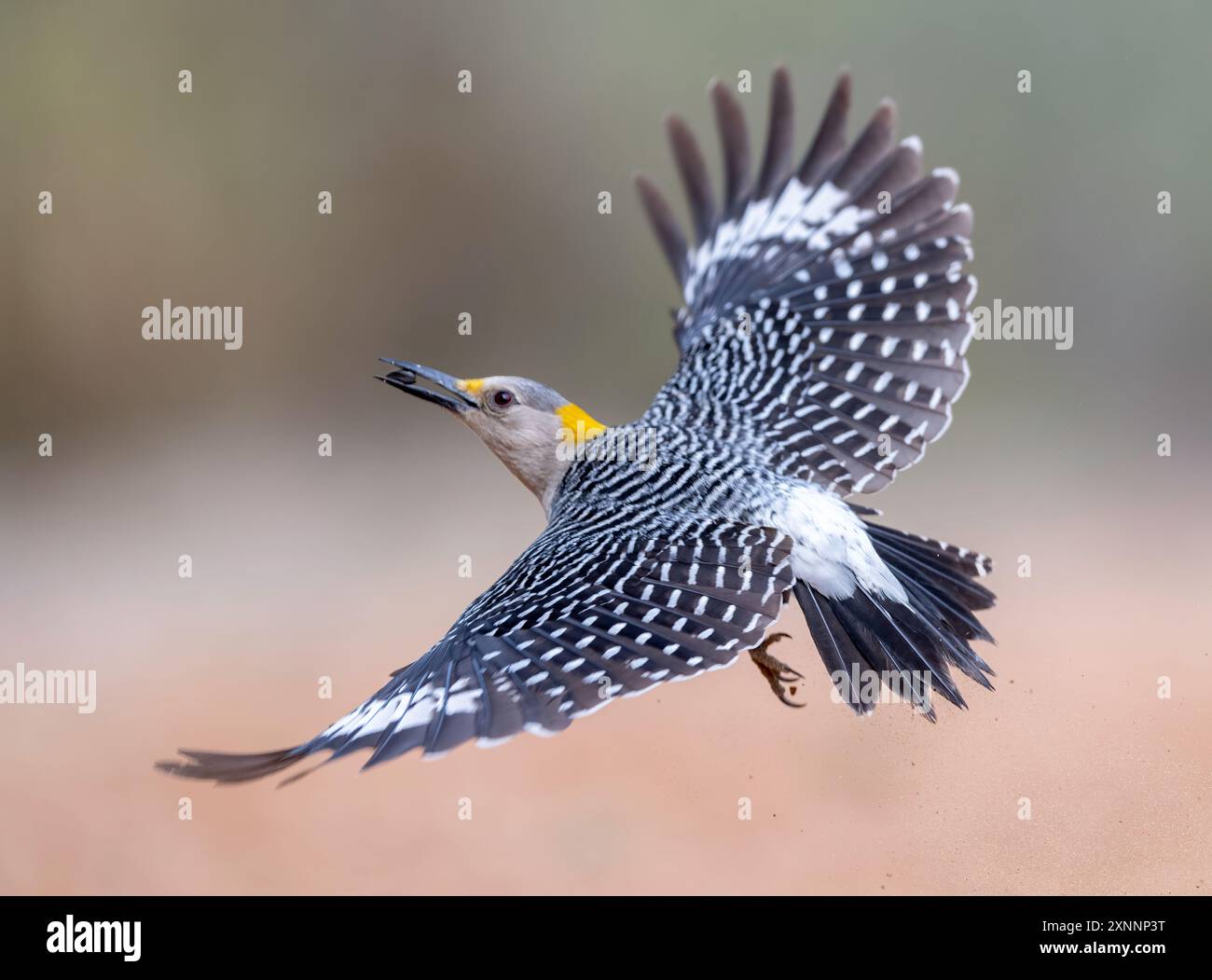 Woodpecker dalla facciata dorata (Melanerpes auriferous) in volo, Santa Clara Ranch, Rio grande Valley, Texas meridionale Foto Stock