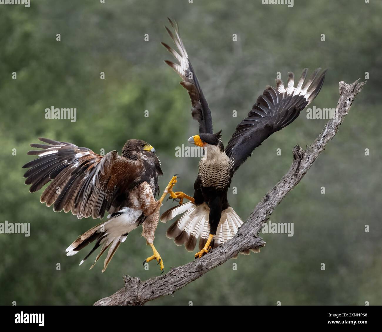 Falco di Harris (Parabuteo unicinctus) che interagisce con Crested Caracara (Caracara plancus) Foto Stock