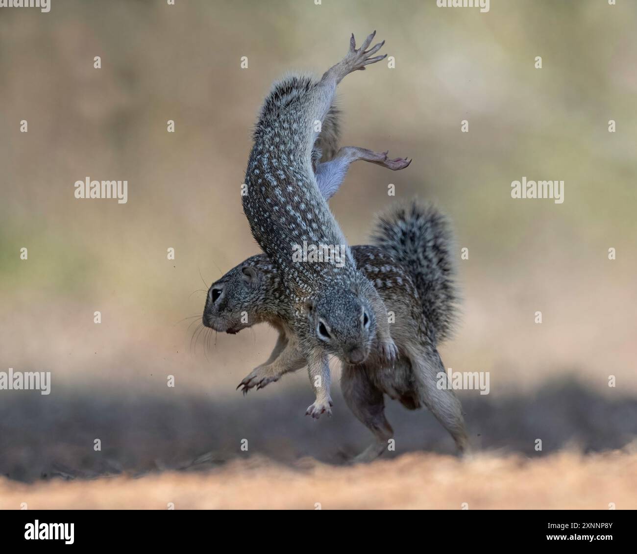 Scoiattolo messicano (Ictidomys mexicanus), trovato in Messico e negli Stati Uniti. Foto Stock