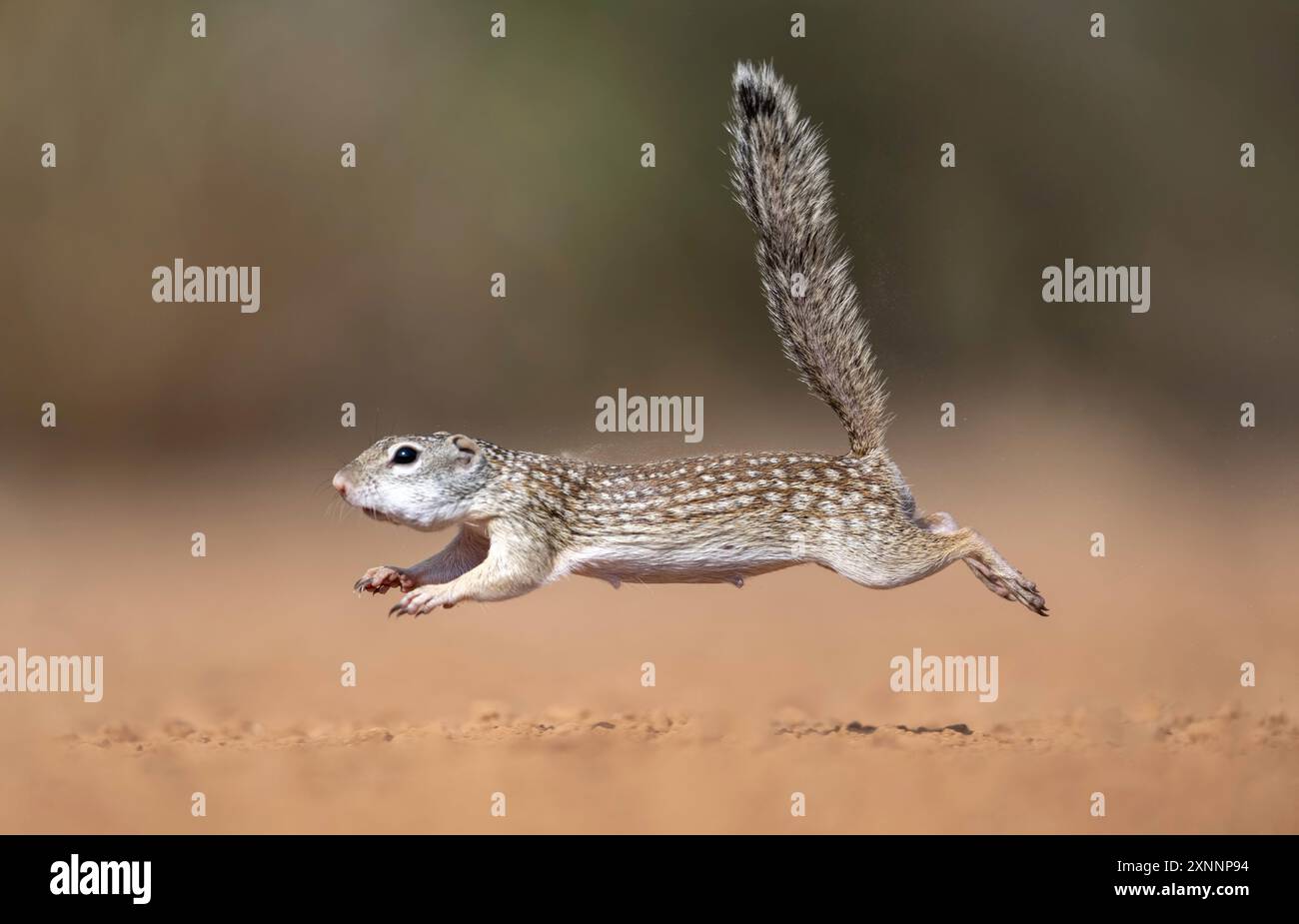 Scoiattolo messicano (Ictidomys mexicanus), trovato in Messico e negli Stati Uniti. Foto Stock