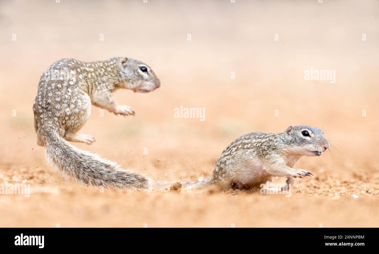 Scoiattolo messicano (Ictidomys mexicanus), trovato in Messico e negli Stati Uniti. Foto Stock