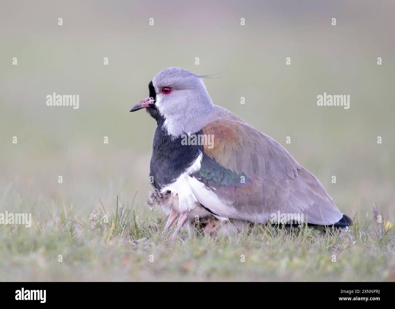 Lapwing meridionale (Vanellus chilensis) che protegge i pulcini, comunemente chiamati quero-quero in Brasile, tero in Argentina e Uruguay, tero-tero in Paragua. Foto Stock