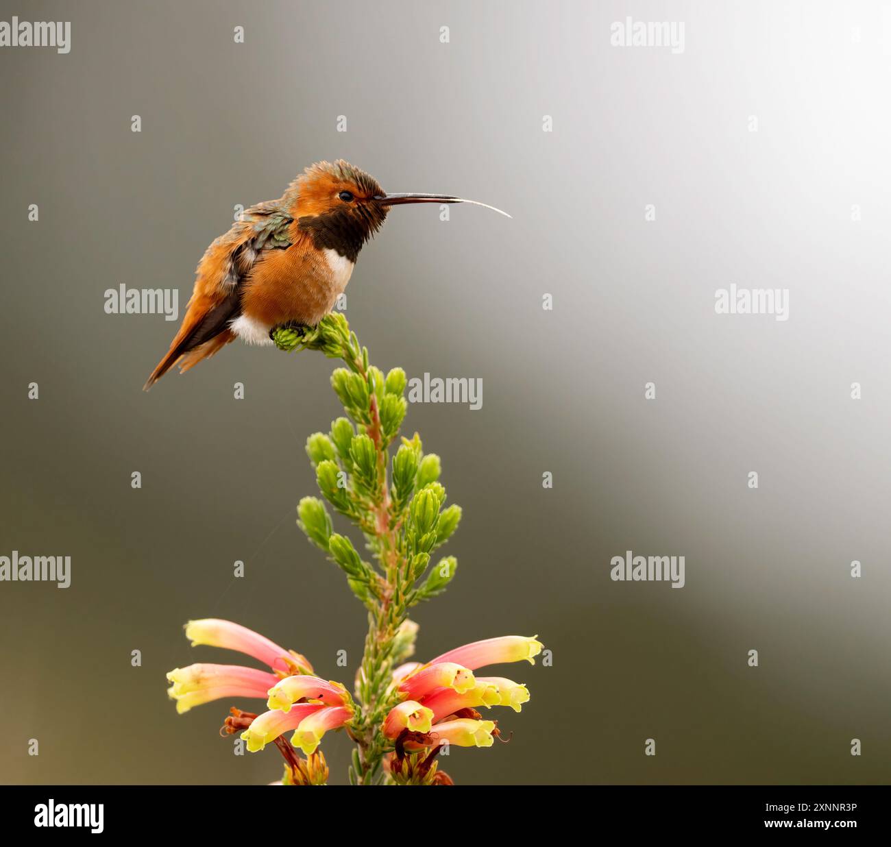 Hummingbird di Allen (Selasphorus sasin) durante la primavera presso UC Santa Cruz Arboretum, California Foto Stock