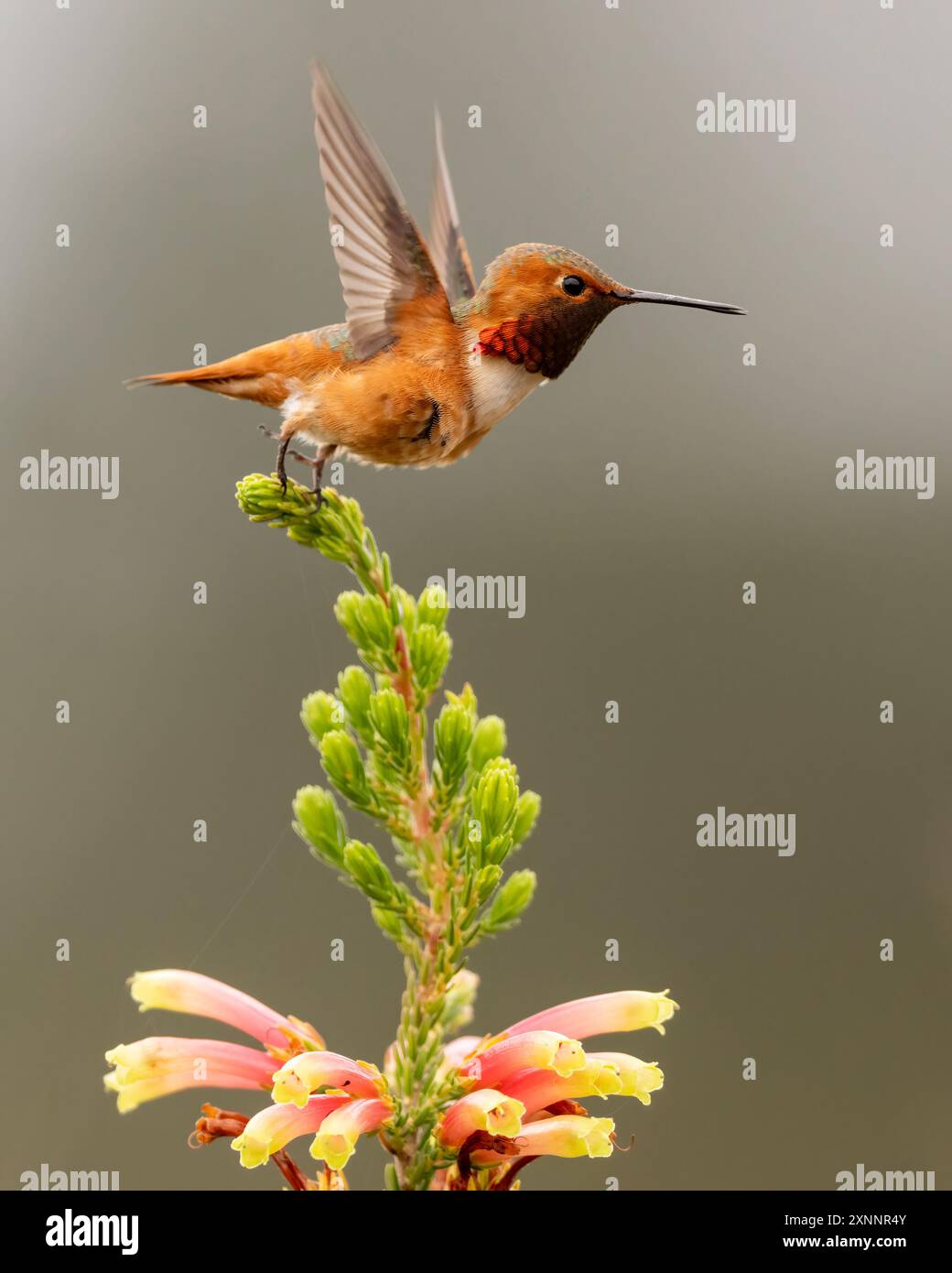 Hummingbird di Allen (Selasphorus sasin) durante la primavera presso UC Santa Cruz Arboretum, California Foto Stock