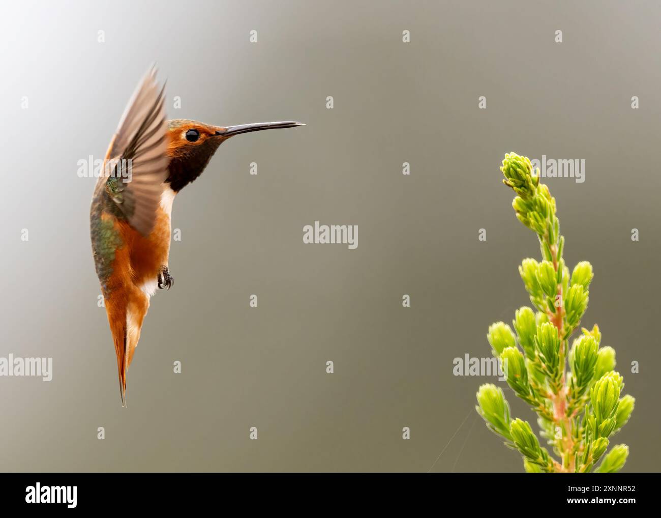 Hummingbird di Allen (Selasphorus sasin) durante la primavera presso UC Santa Cruz Arboretum, California Foto Stock