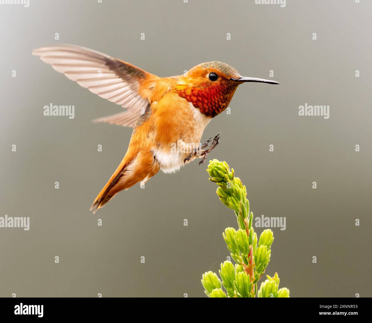 Hummingbird di Allen (Selasphorus sasin) durante la primavera presso UC Santa Cruz Arboretum, California Foto Stock