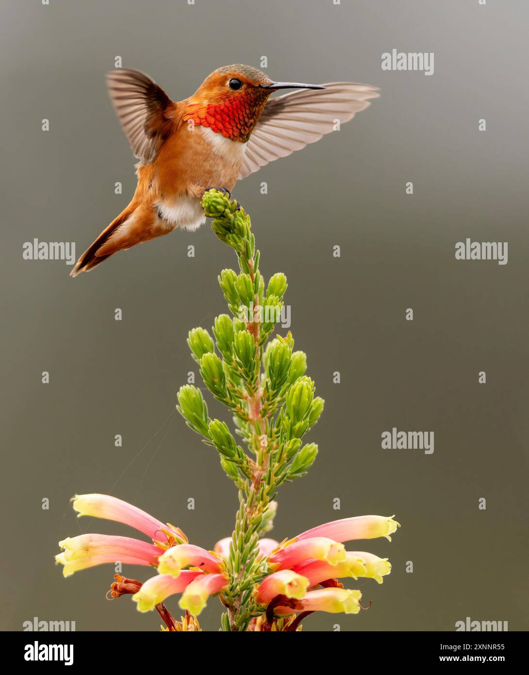 Hummingbird di Allen (Selasphorus sasin) durante la primavera presso UC Santa Cruz Arboretum, California Foto Stock