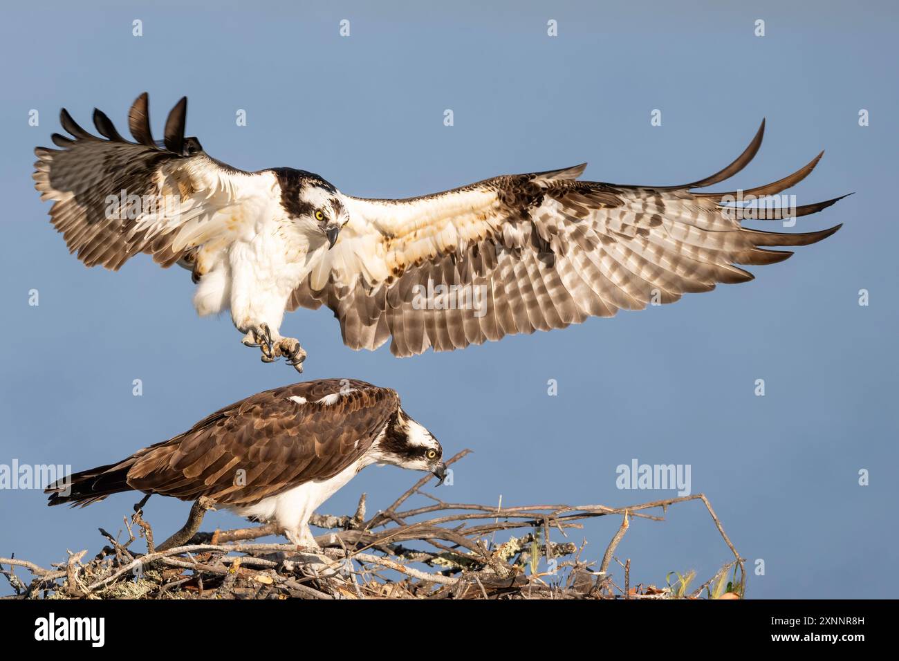 Falco Osprey o falco di pesce (Pandion haliaetvus) in volo portando il pesce al nido con pulcini, California settentrionale, Nord America Foto Stock