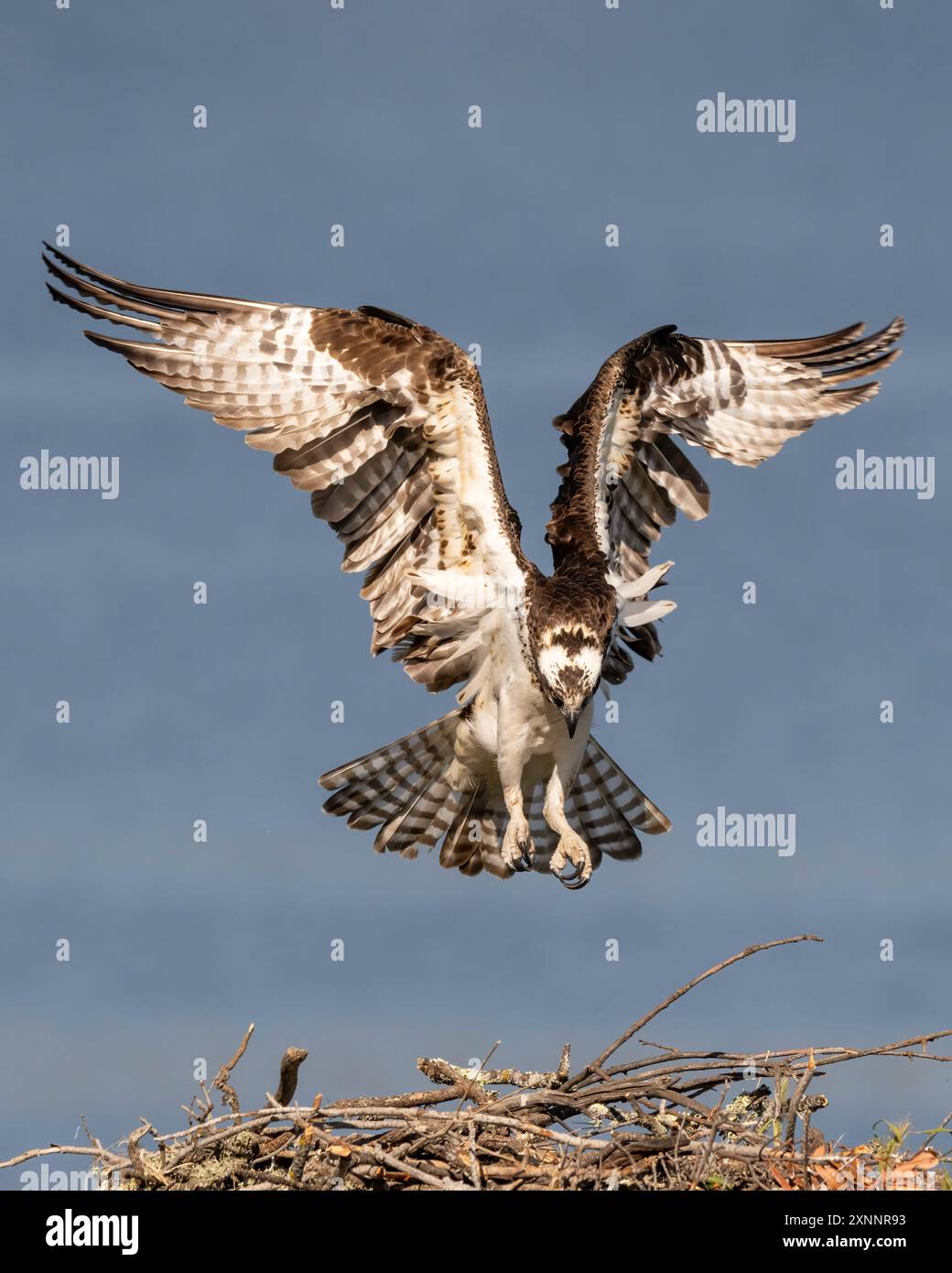 Falco Osprey o falco di pesce (Pandion haliaetvus) in volo portando il pesce al nido con pulcini, California settentrionale, Nord America Foto Stock