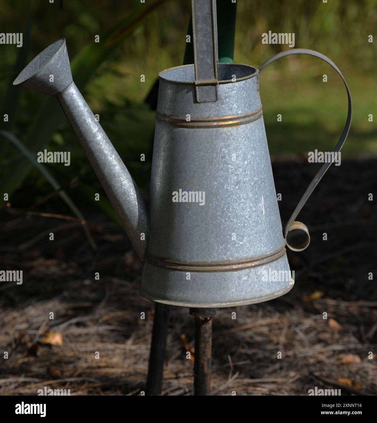 Annaffiatoio galvanizzato nel Ridgeland Wildflower Field, Ridgeland, Mississippi. Foto Stock