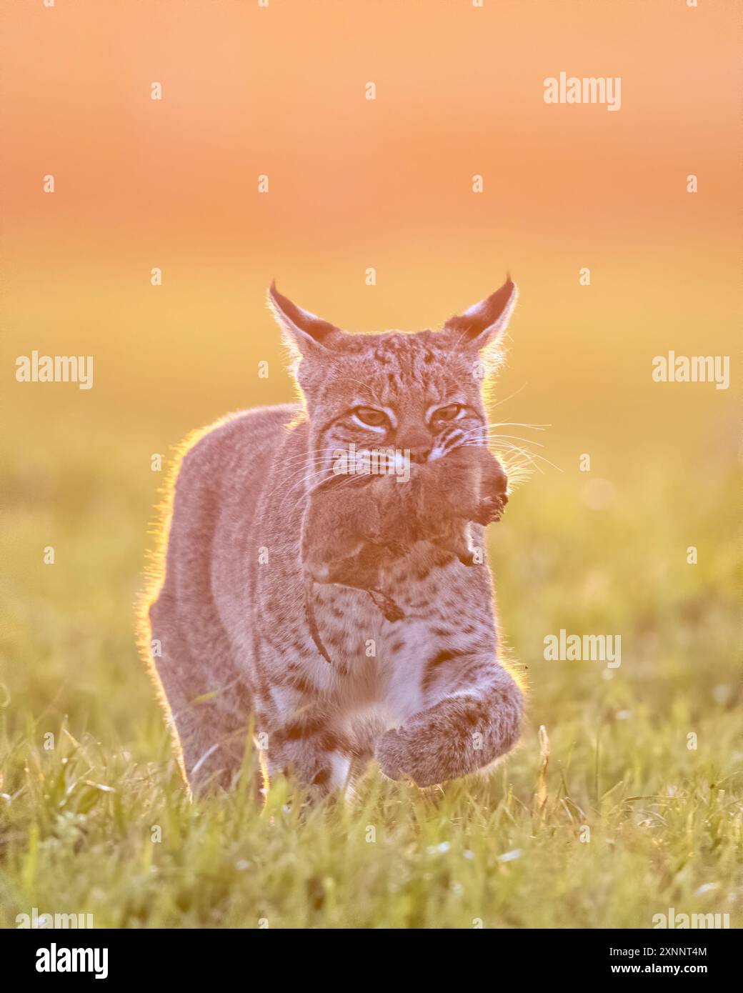 Bobcat (Lynx rufus) a caccia di gopher, Point Reyes National Seashore, California settentrionale, Nord America Foto Stock