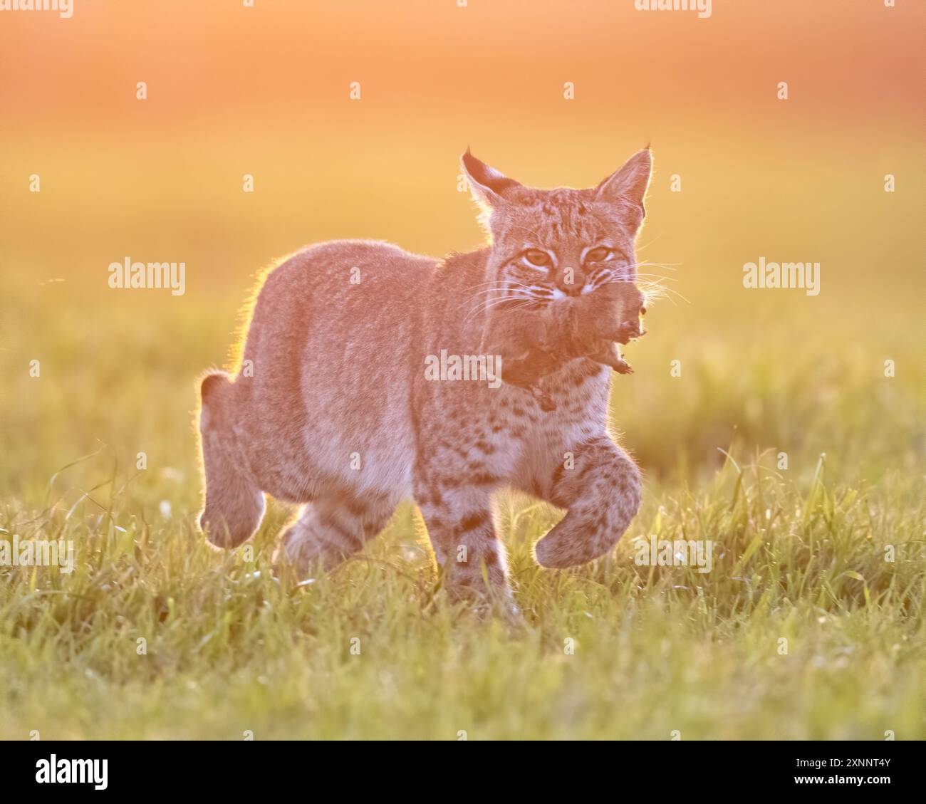 Bobcat (Lynx rufus) a caccia di gopher, Point Reyes National Seashore, California settentrionale, Nord America Foto Stock