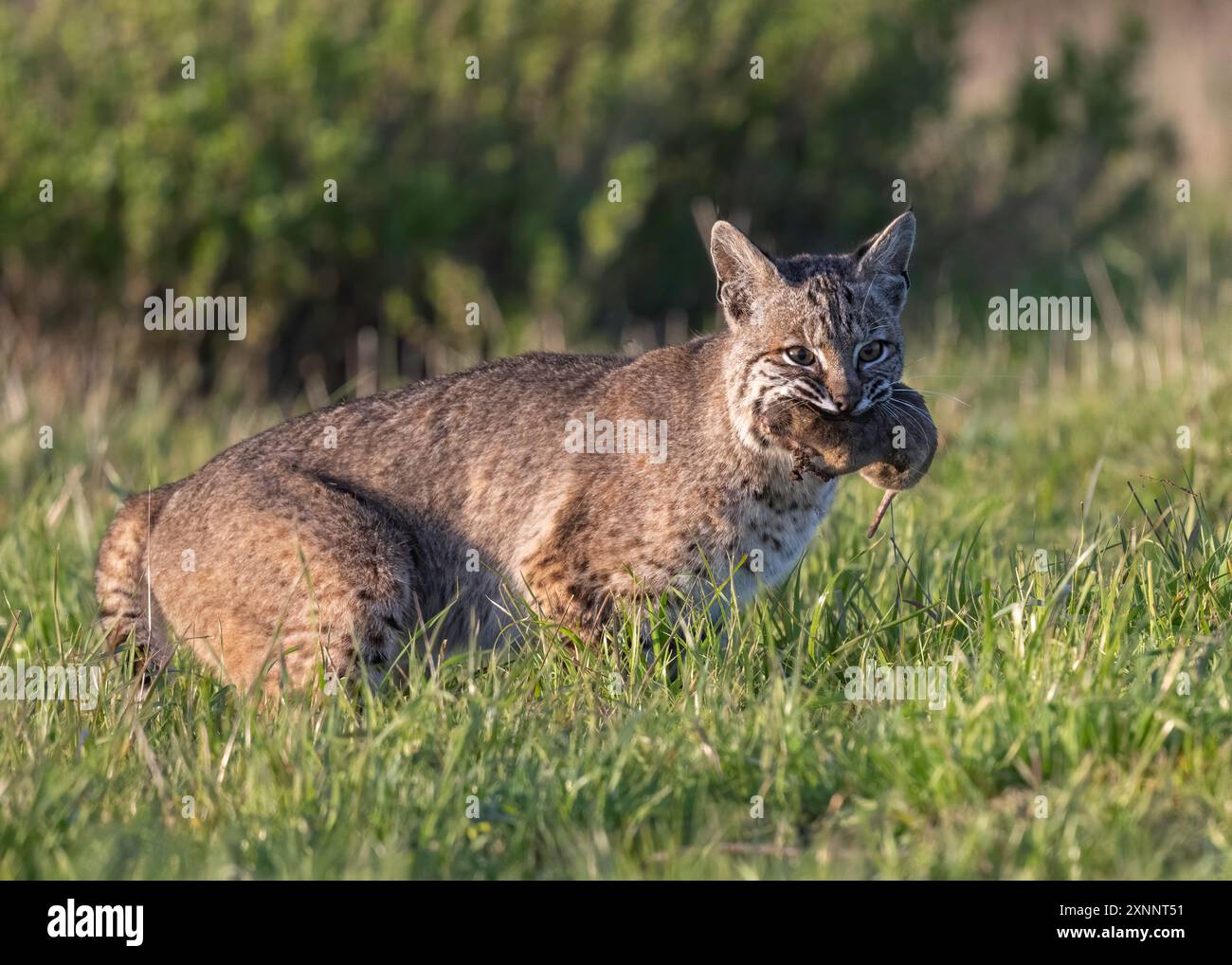 Bobcat (Lynx rufus) a caccia di gopher, Point Reyes National Seashore, California settentrionale, Nord America Foto Stock