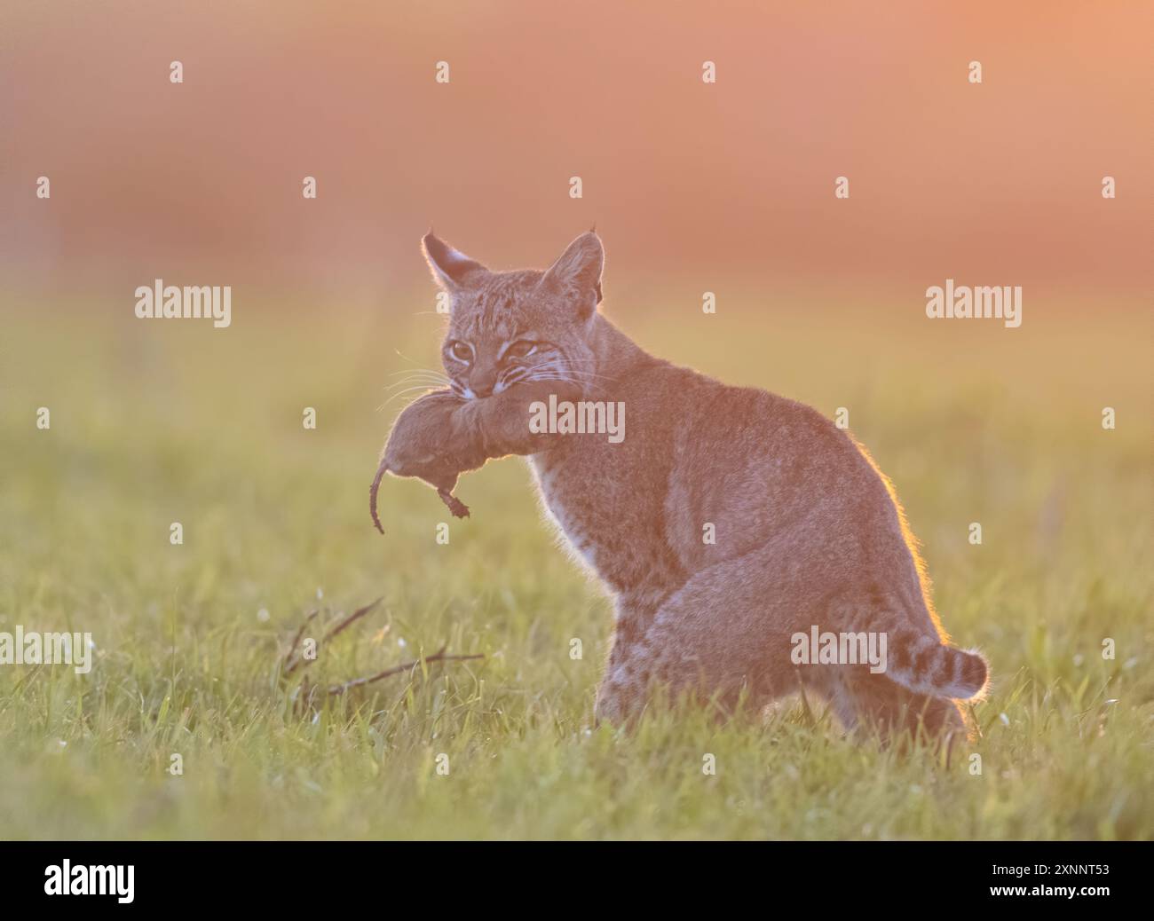 Bobcat (Lynx rufus) a caccia di gopher, Point Reyes National Seashore, California settentrionale, Nord America Foto Stock