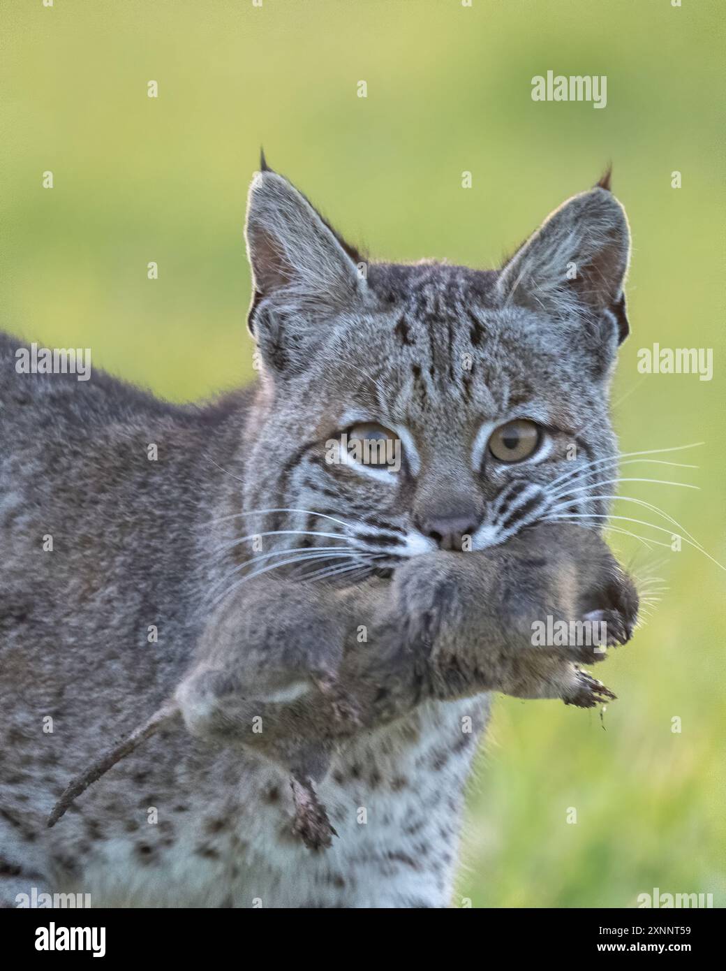 Bobcat (Lynx rufus) a caccia di gopher, Point Reyes National Seashore, California settentrionale, Nord America Foto Stock