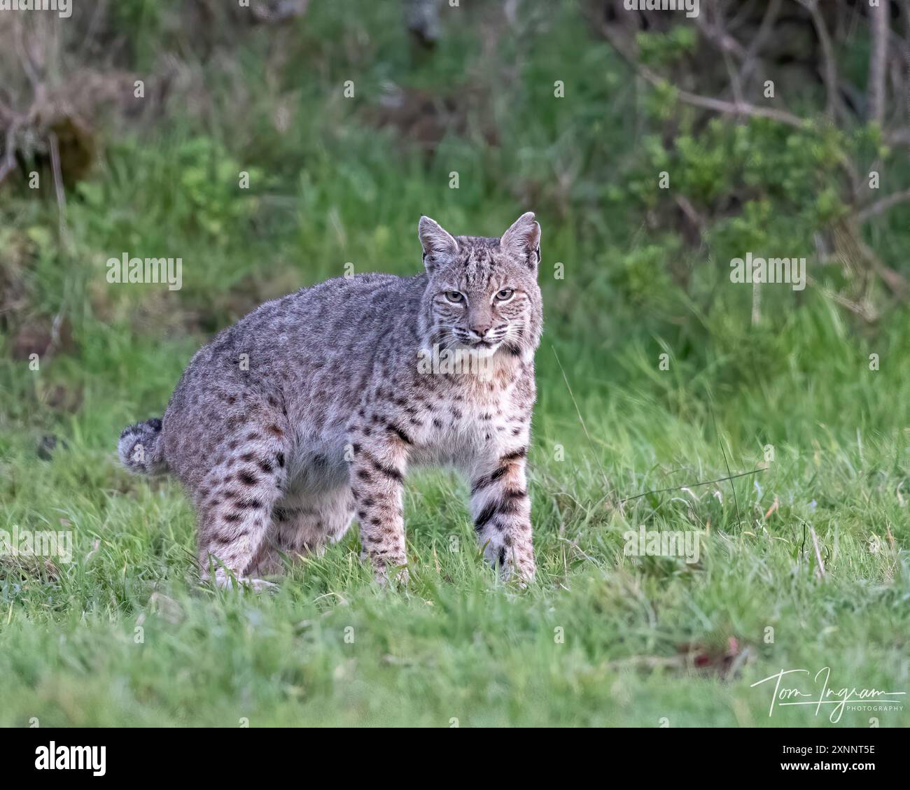 Bobcat (Lynx rufus) a caccia di gopher, Point Reyes National Seashore, California settentrionale, Nord America Foto Stock
