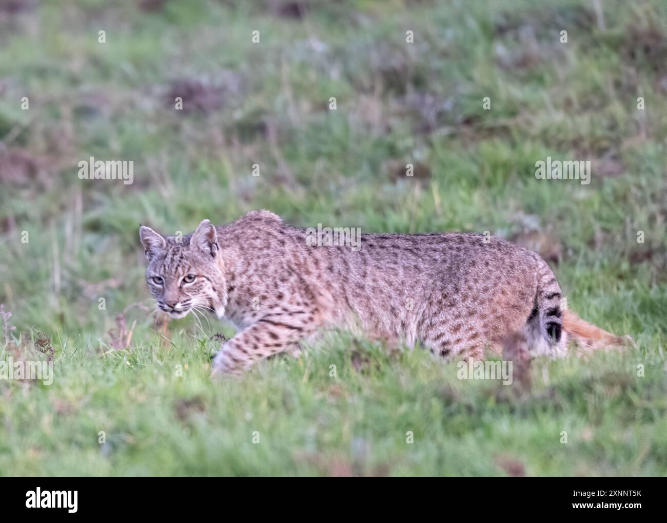 Bobcat (Lynx rufus) a caccia di gopher, Point Reyes National Seashore, California settentrionale, Nord America Foto Stock