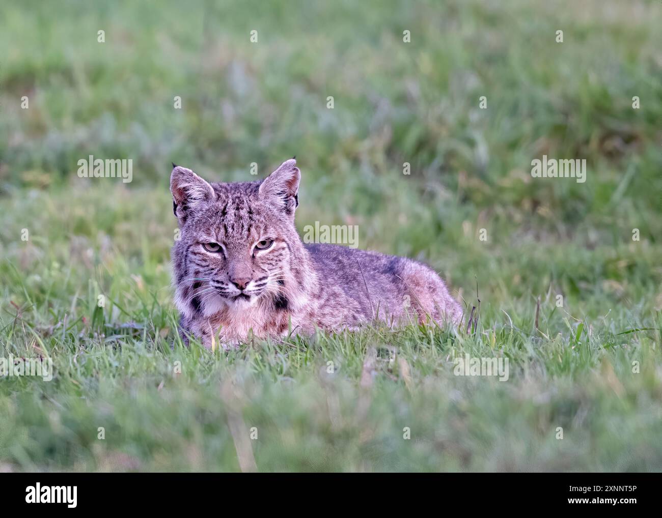 Bobcat (Lynx rufus) a caccia di gopher, Point Reyes National Seashore, California settentrionale, Nord America Foto Stock