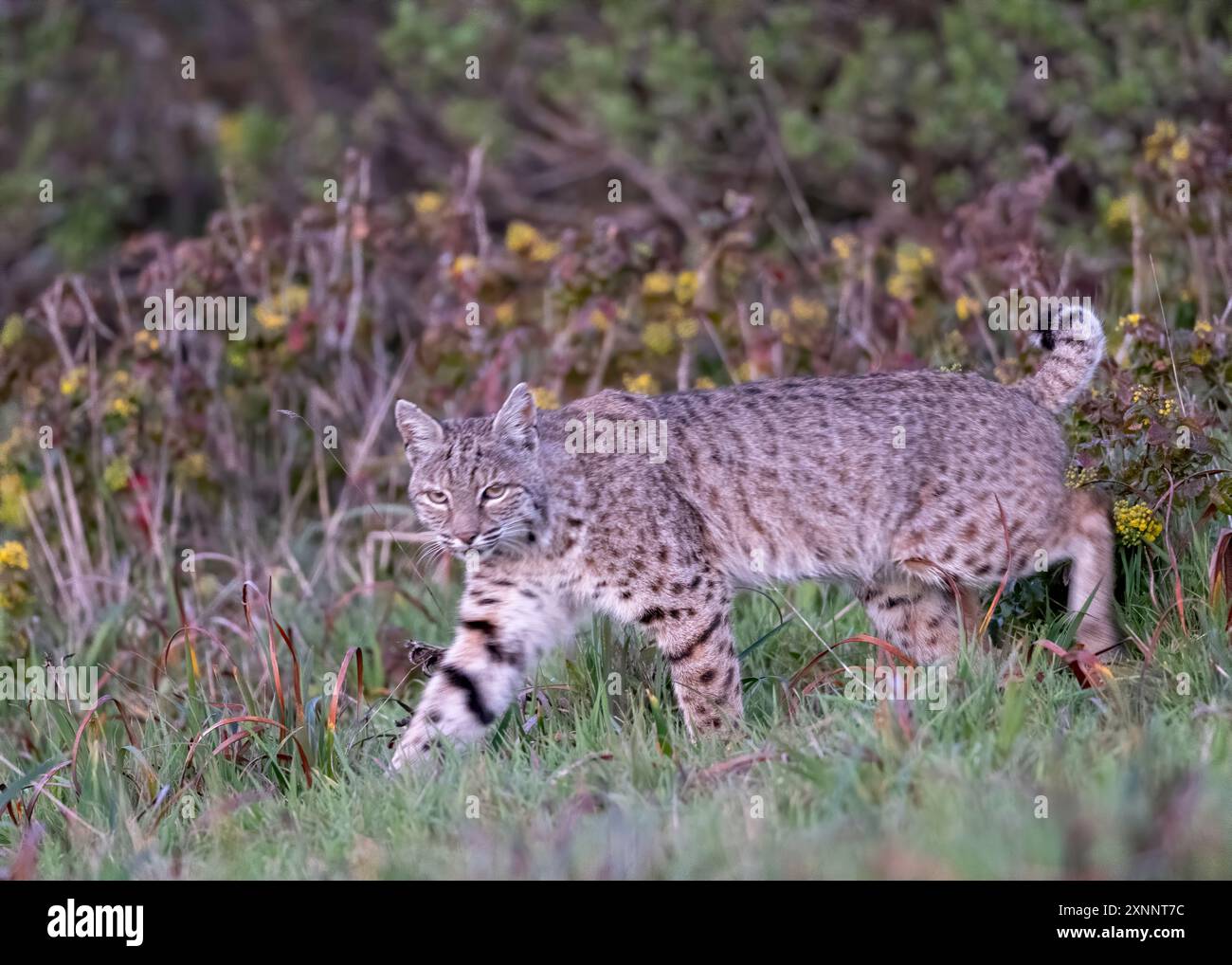 Bobcat (Lynx rufus) a caccia di gopher, Point Reyes National Seashore, California settentrionale, Nord America Foto Stock