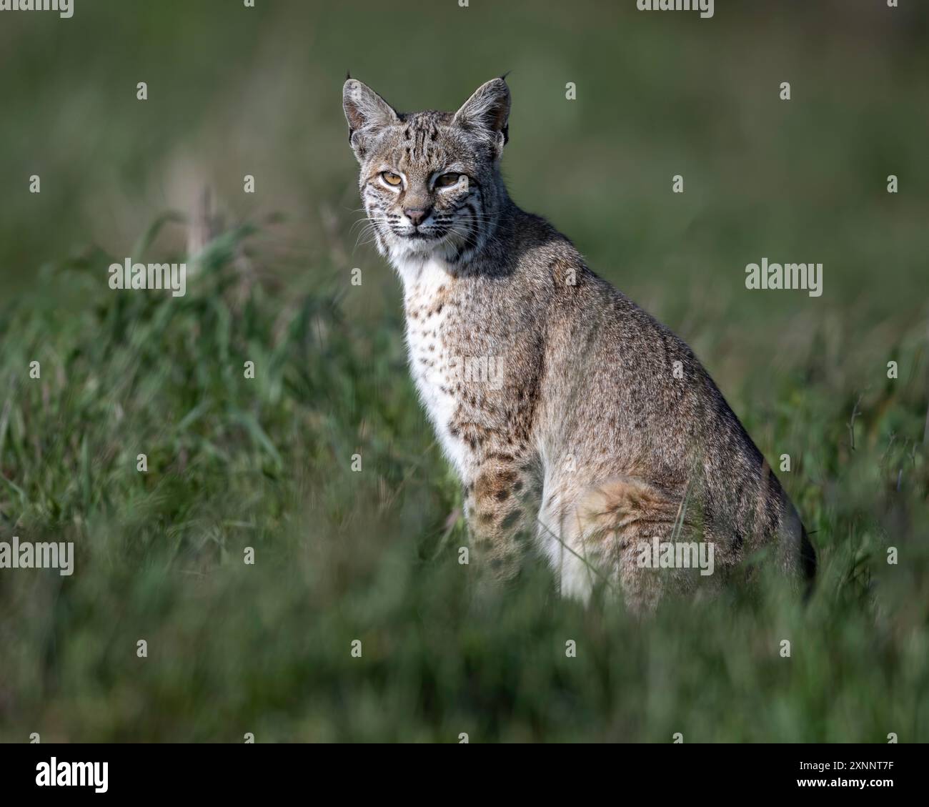 Bobcat (Lynx rufus) a caccia di gopher, Point Reyes National Seashore, California settentrionale, Nord America Foto Stock