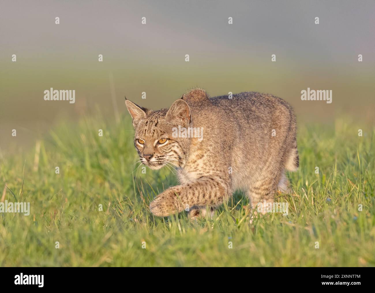 Bobcat (Lynx rufus) a caccia di gopher, Point Reyes National Seashore, California settentrionale, Nord America Foto Stock