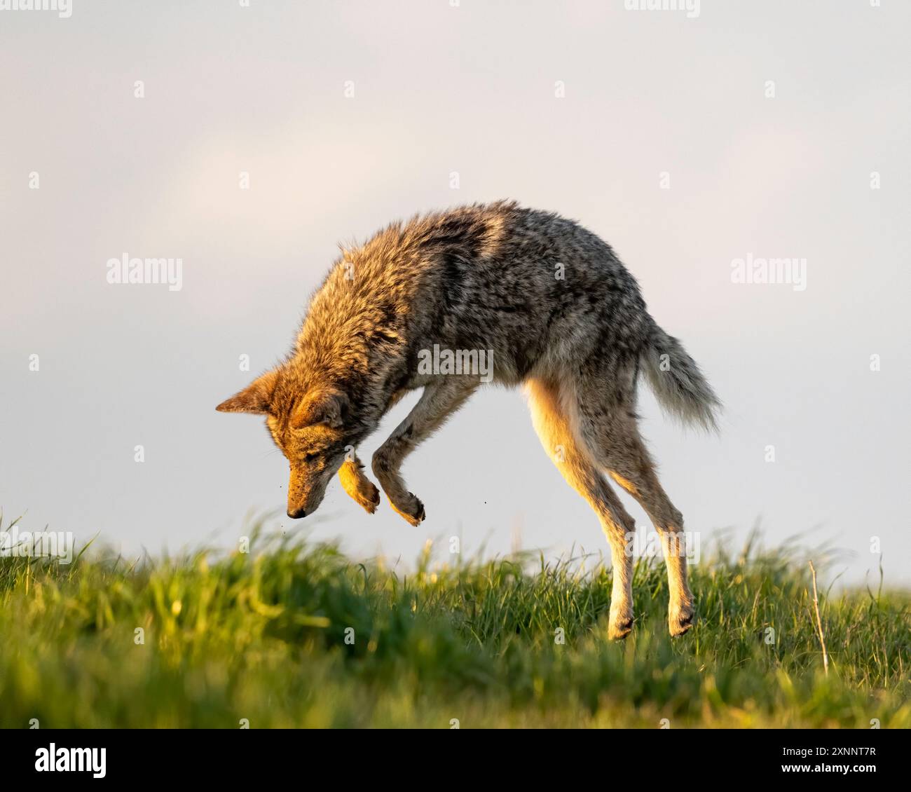 Coyote (Canis latrans) in balia, Point Reyes, National Seashore, California settentrionale, Nord America Foto Stock
