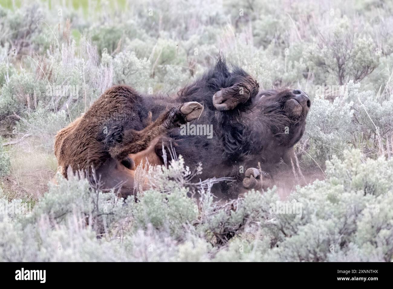 Femmina bisonte (bisonte bisonte bisonte) che rotola nello sporco per pulire il cappotto invernale in primavera, Lamar Valley, Yellowstone, National Park, Wyoming, nord America Foto Stock Femmina bisonte (bisonte bisonte bisonte) che rotola nello sporco per pulire il cappotto invernale in primavera, Lamar Valley, Yellowstone, National Park, Wyoming, nord America Foto Stock