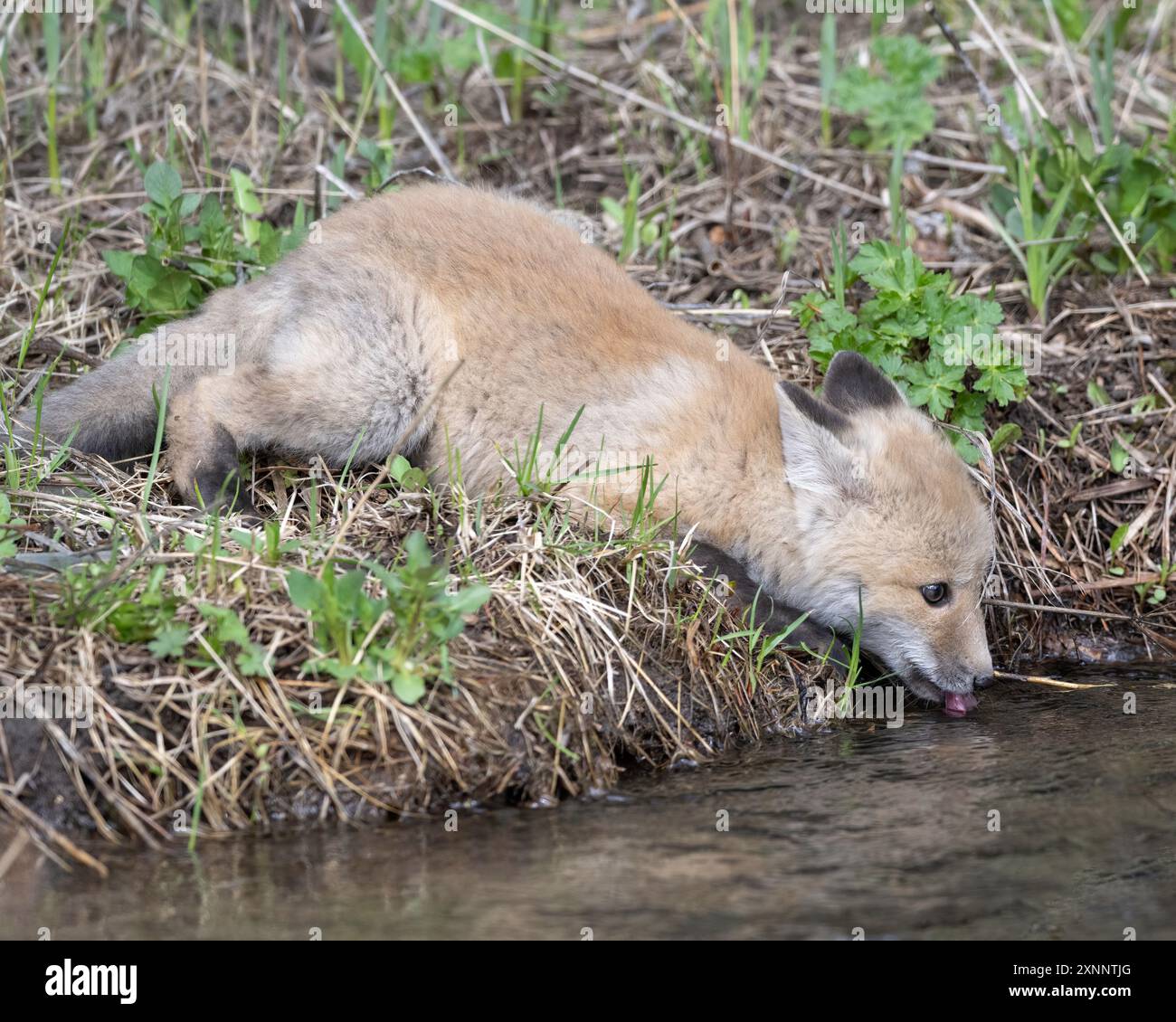 Kit Red Fox (Vulpes vulpes) in gioco in primavera, Yellowstone National Park, Wyoming, Nord America Foto Stock