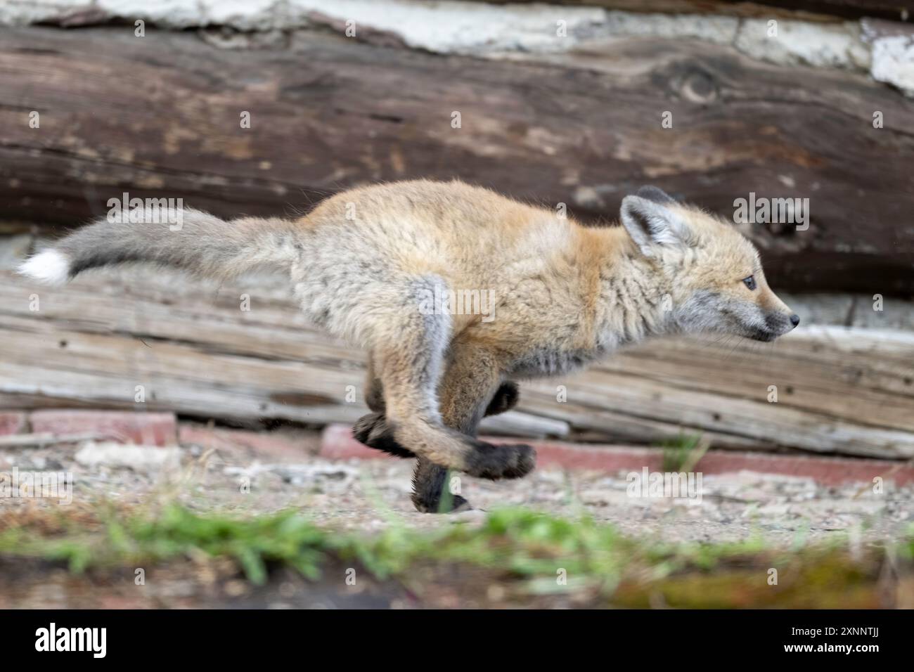 Kit Red Fox (Vulpes vulpes) in gioco in primavera, Yellowstone National Park, Wyoming, Nord America Foto Stock