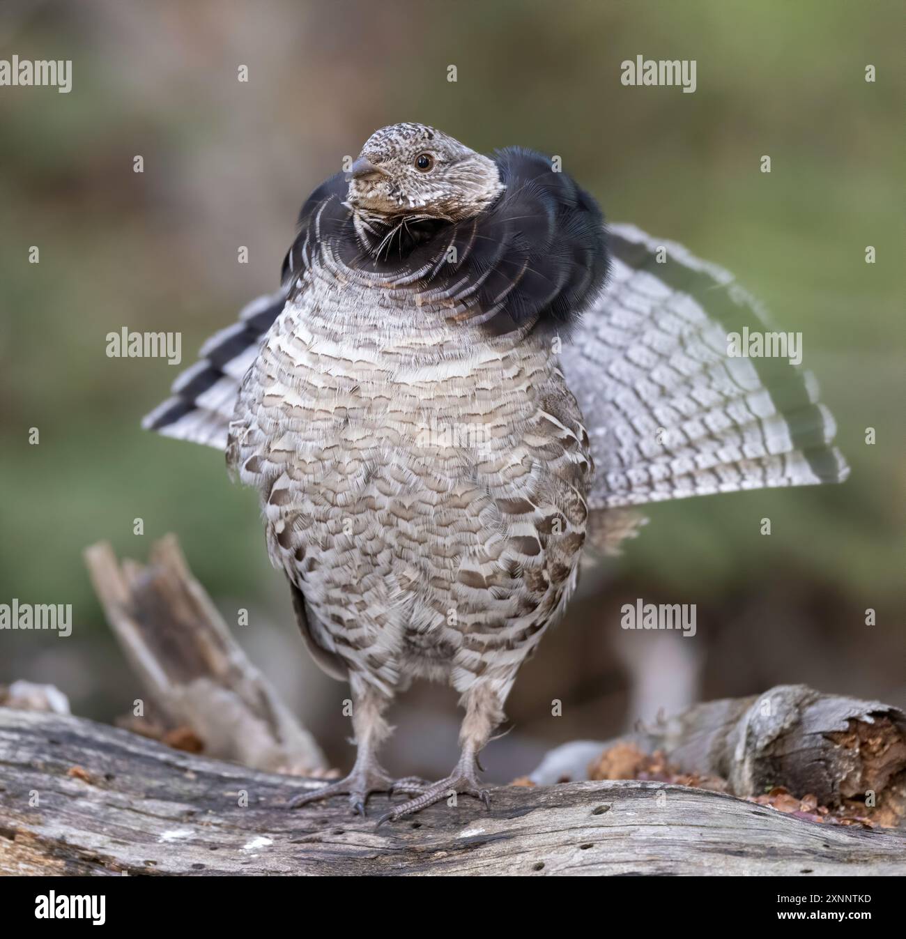 Grouse Ruffed (Bonasa umbellus), esposizione riproduttiva, che si verifica nelle foreste dai monti Appalachi attraverso il Canada fino all'Alaska Foto Stock